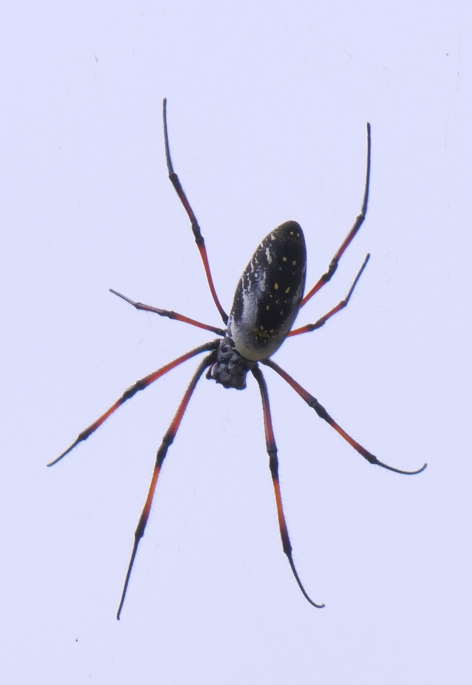 Madagascar spider