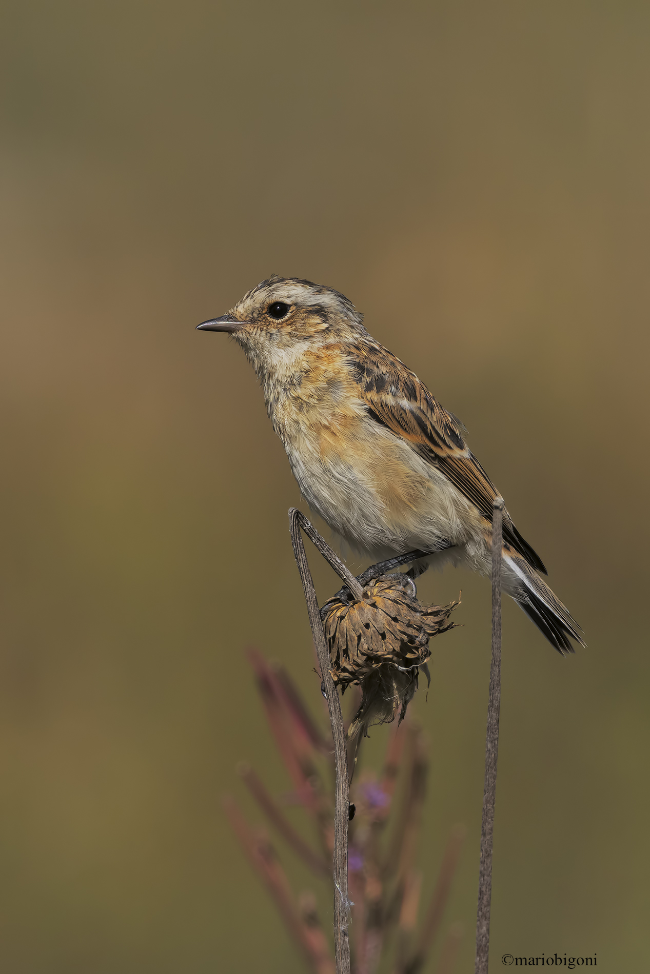 Whinchat