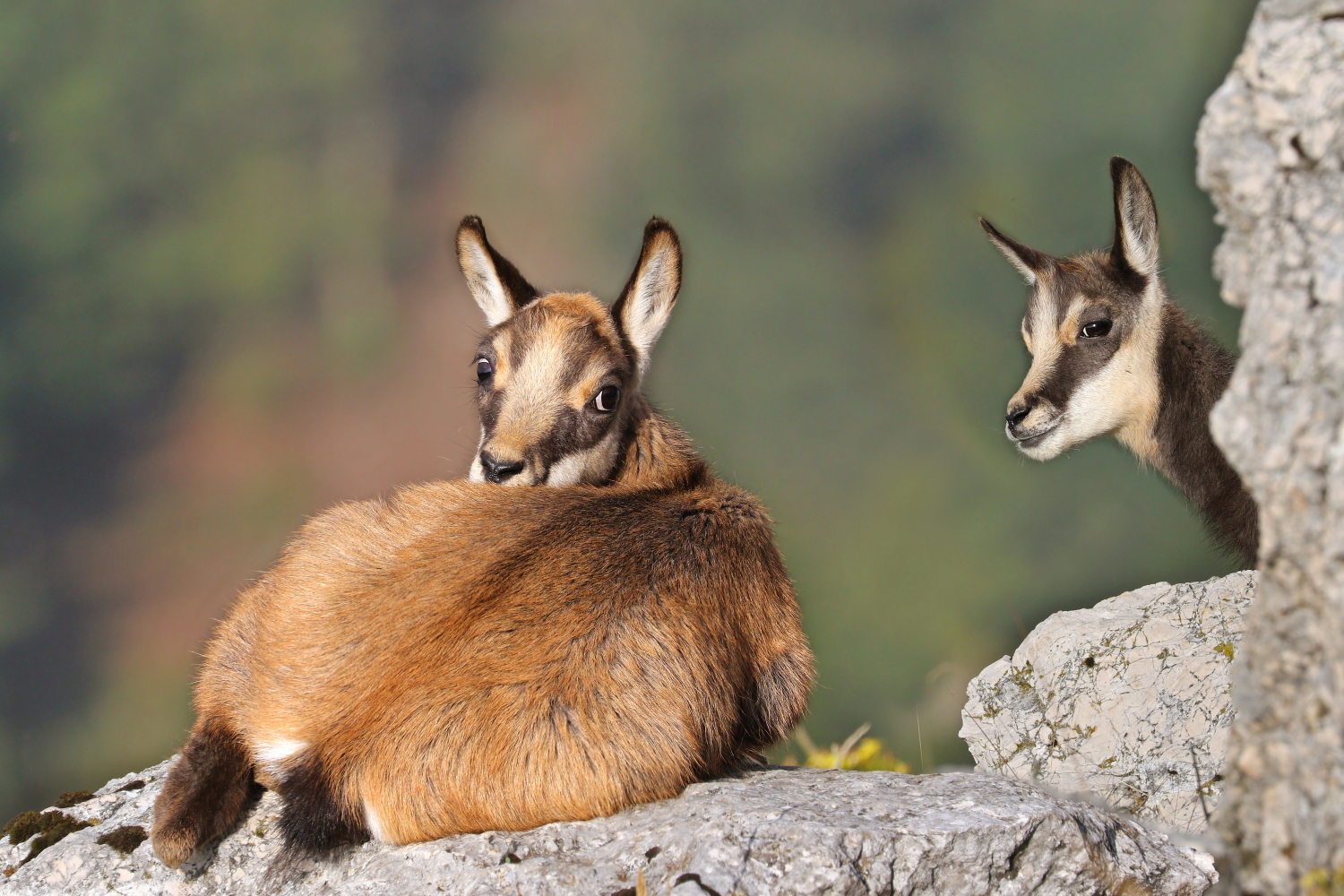 Young chamois