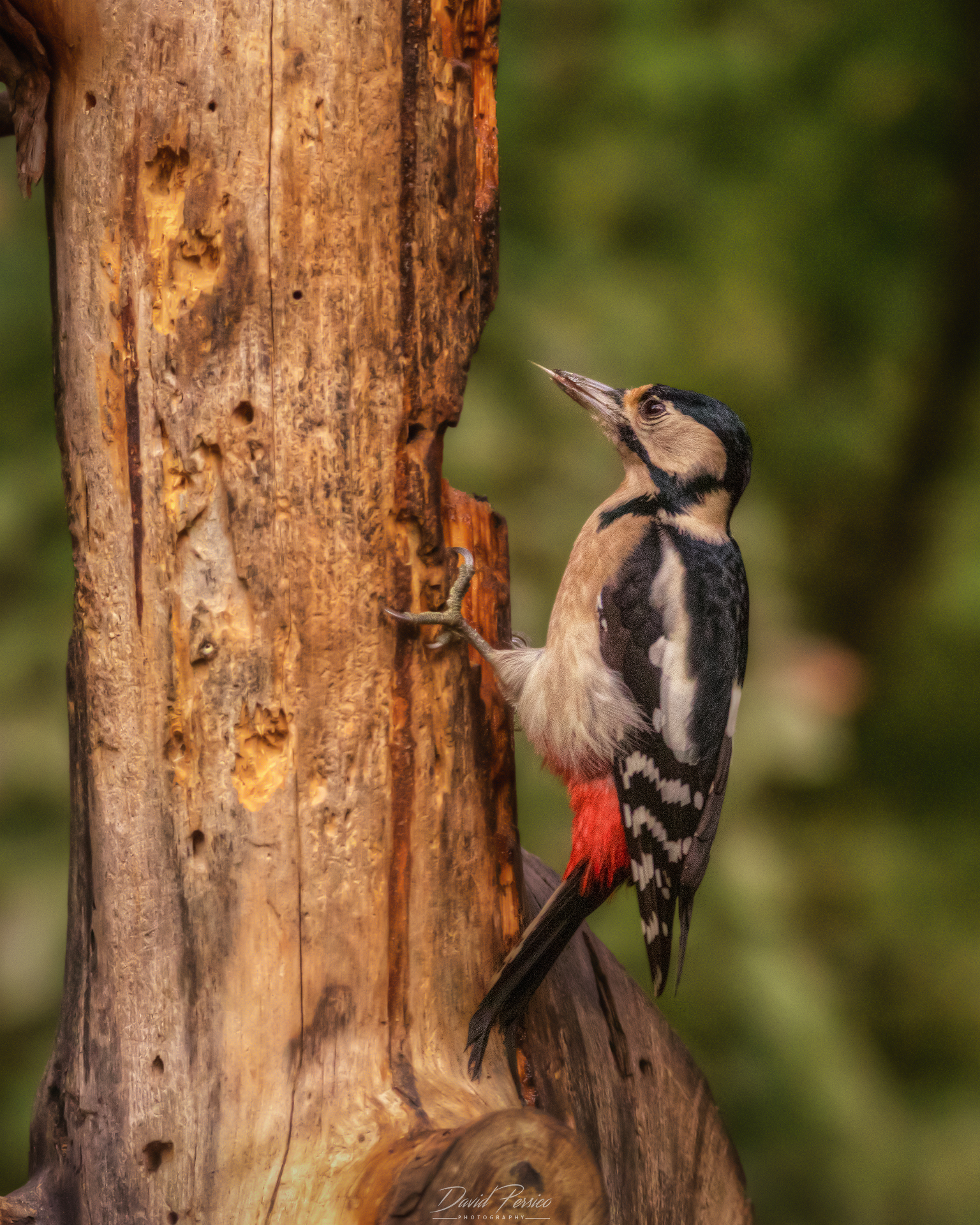 Red woodpecker
