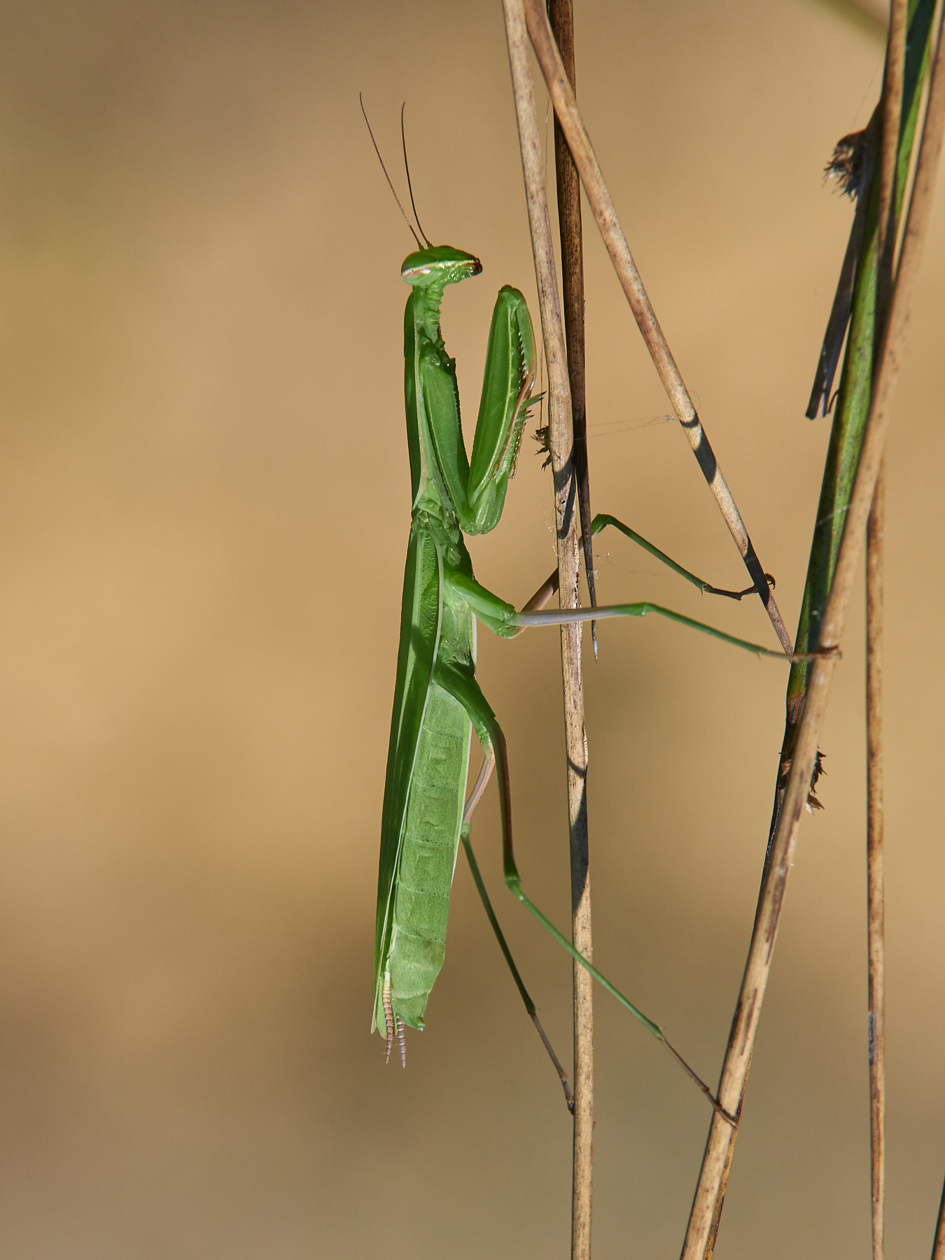 Mantide