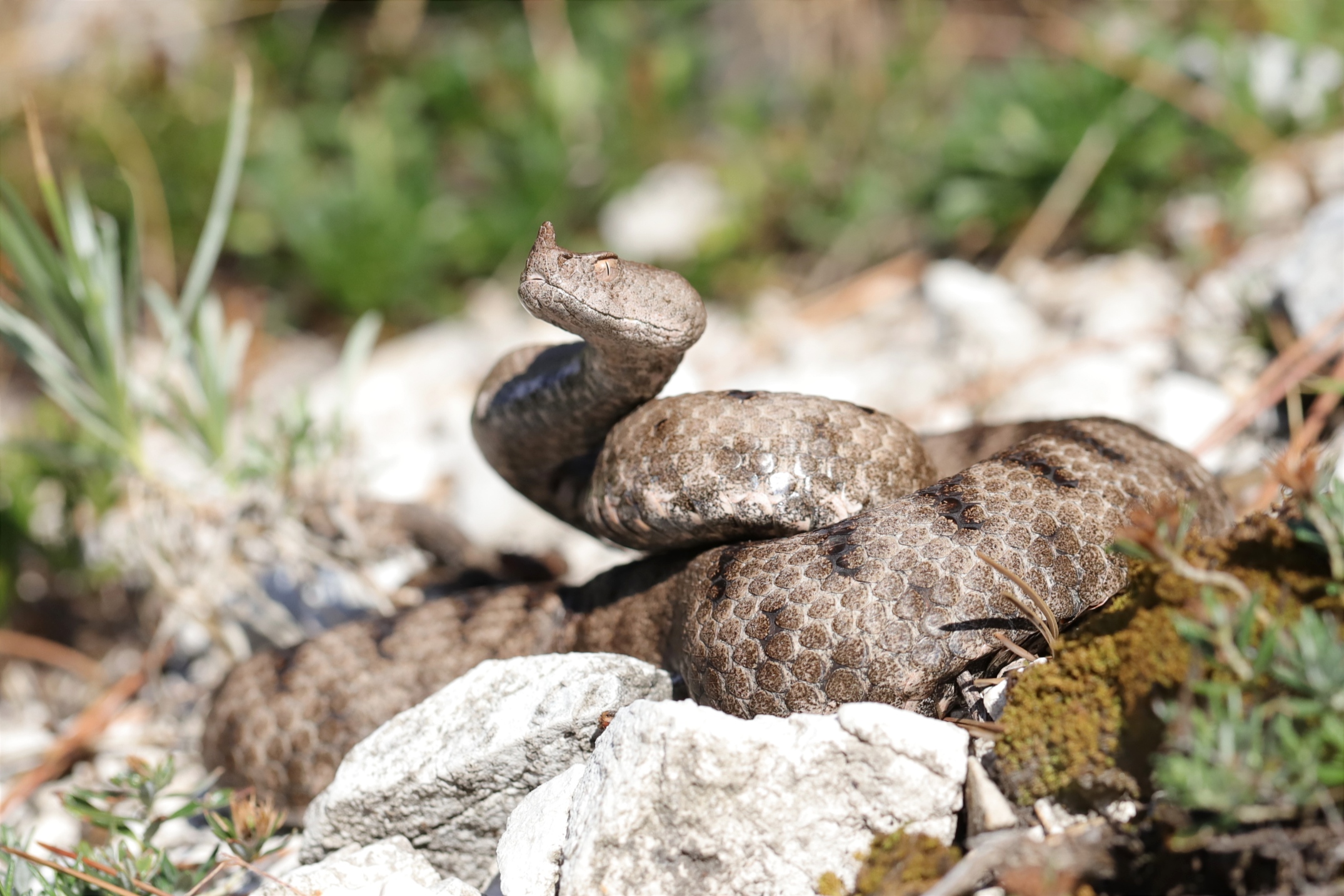 Female
