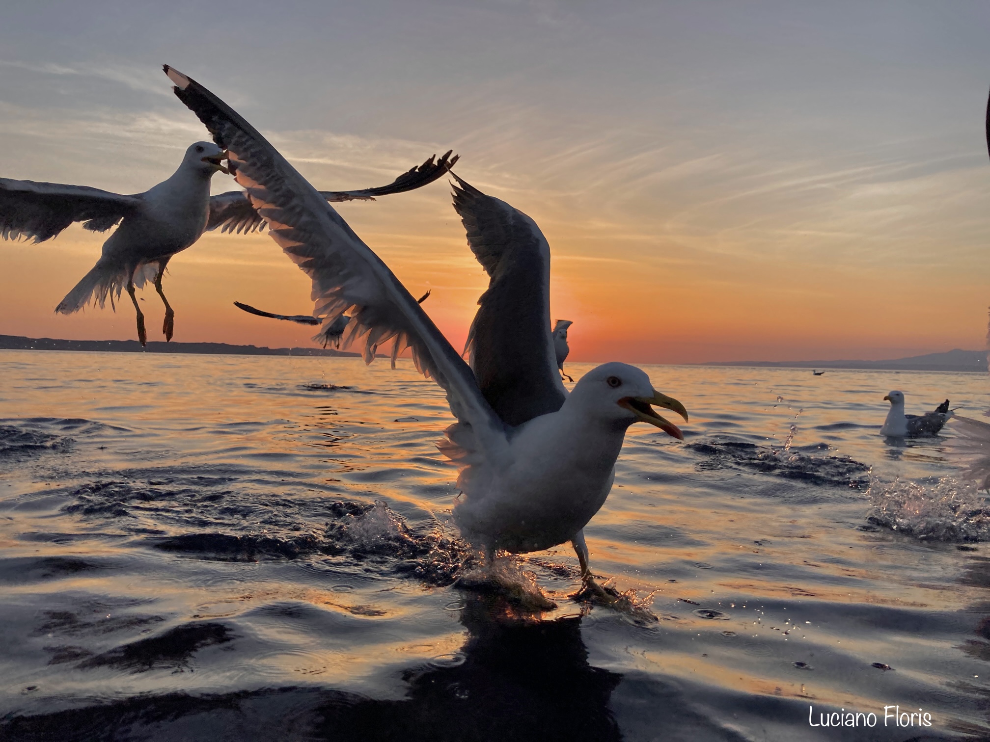 Seagulls at sunset