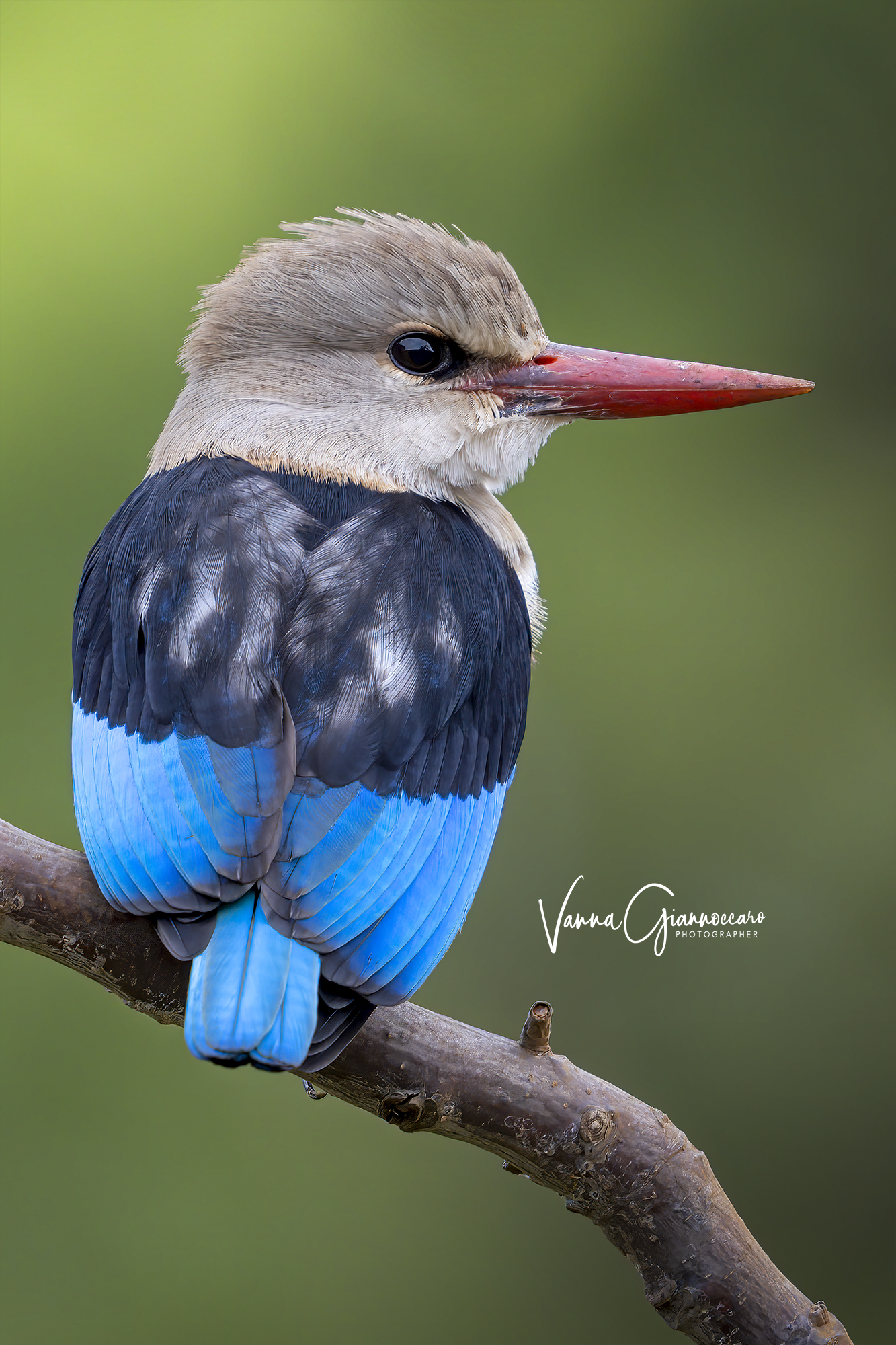 Grey kingfisher
