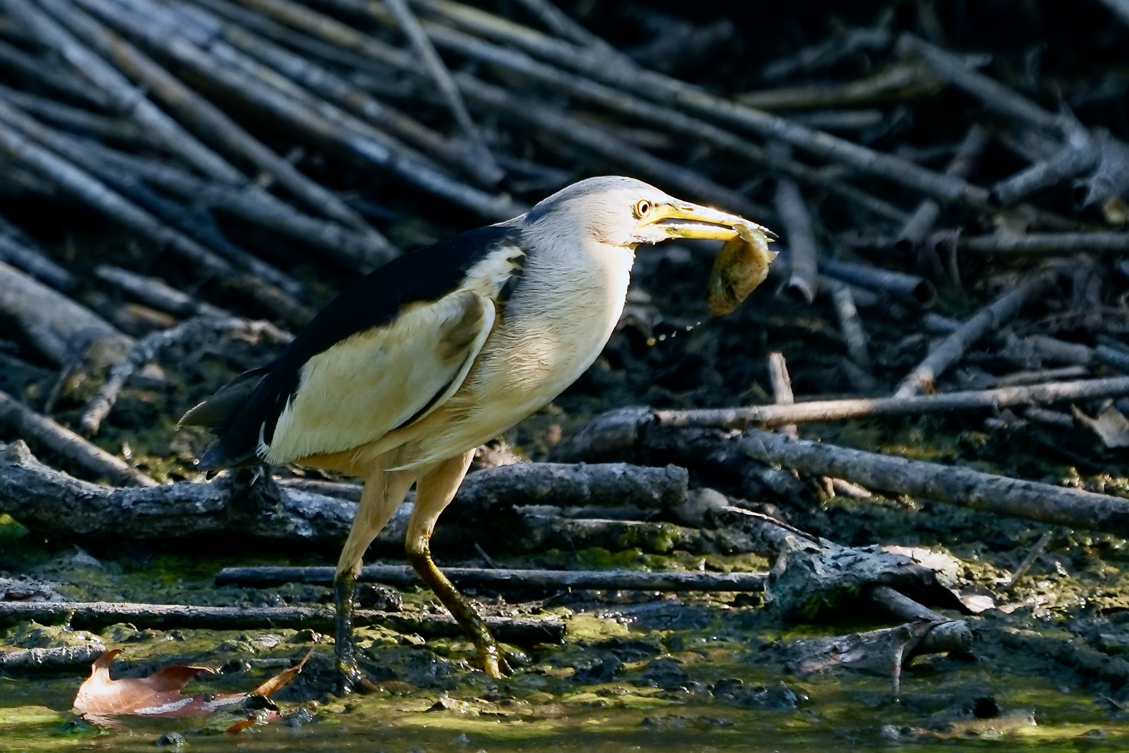 bittern with prey