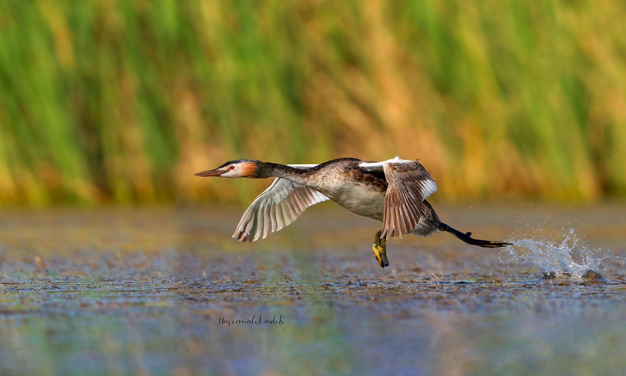 Great crested grebe
