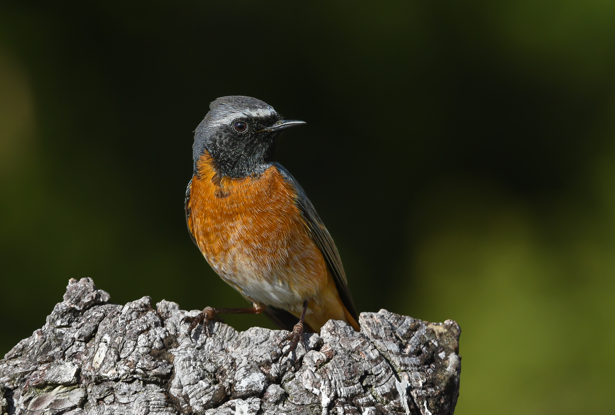 Solitario e territoriale Codirosso comune