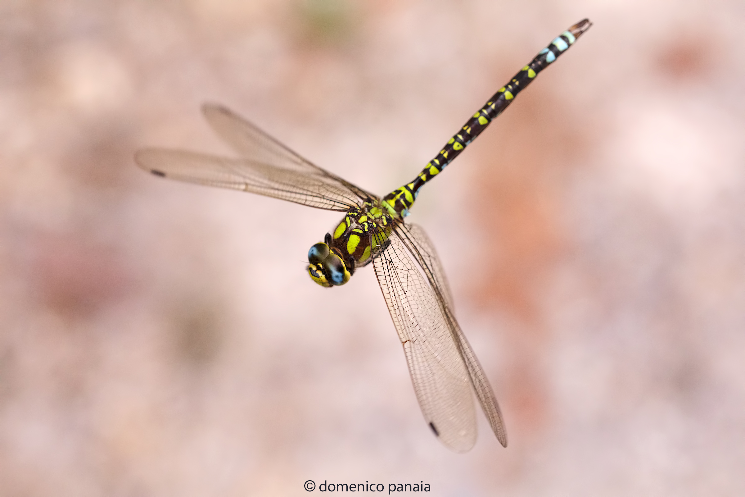 aeshna cyanea male
