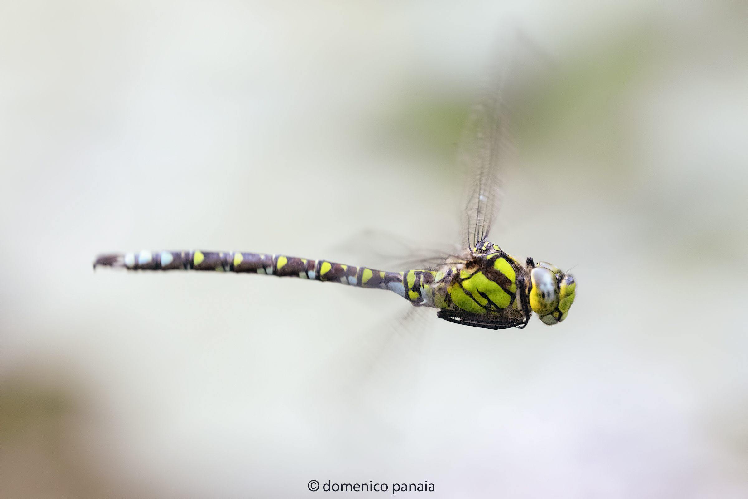 aeshna cyanea male