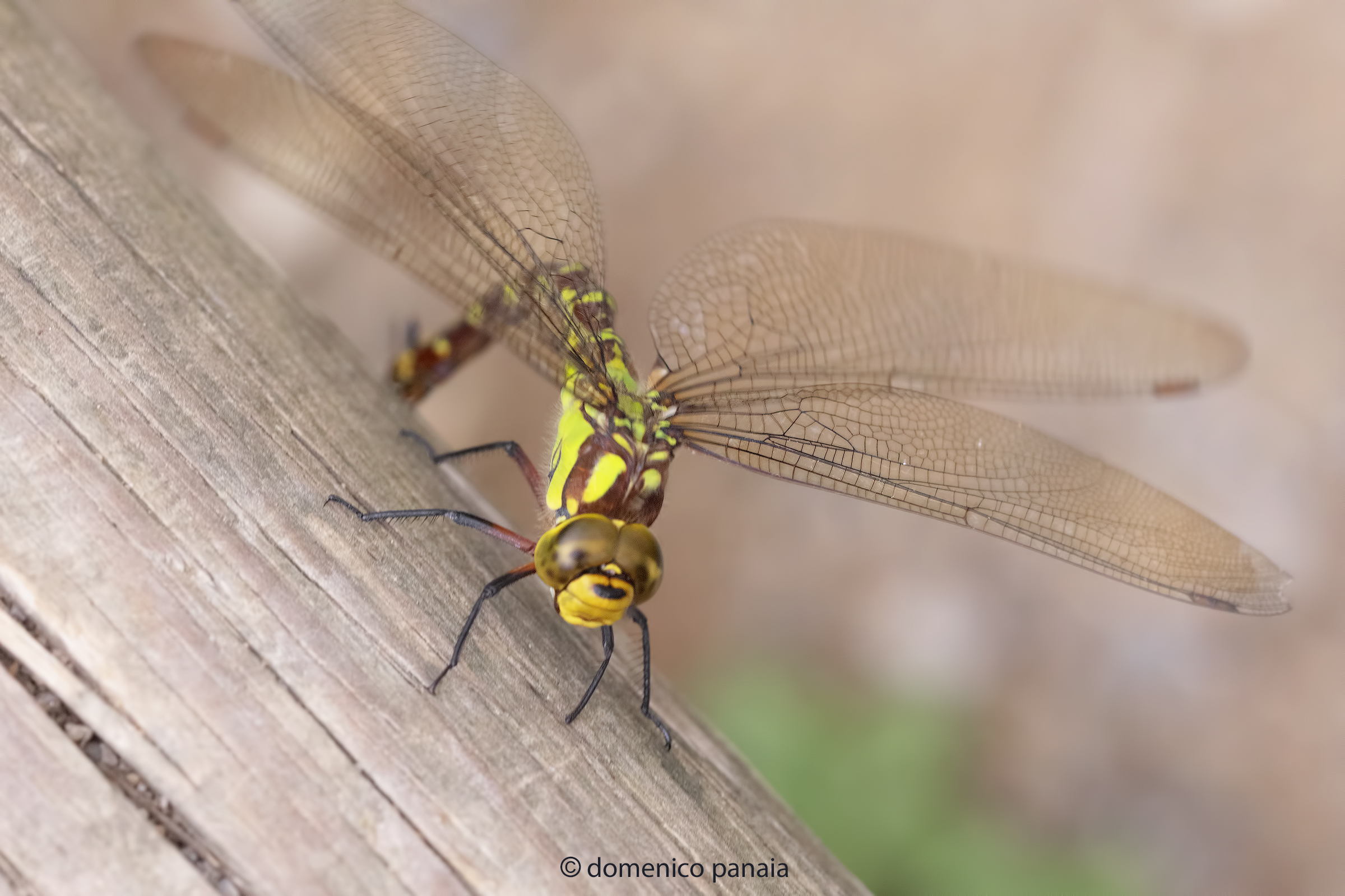 aeshna cyanea femmina