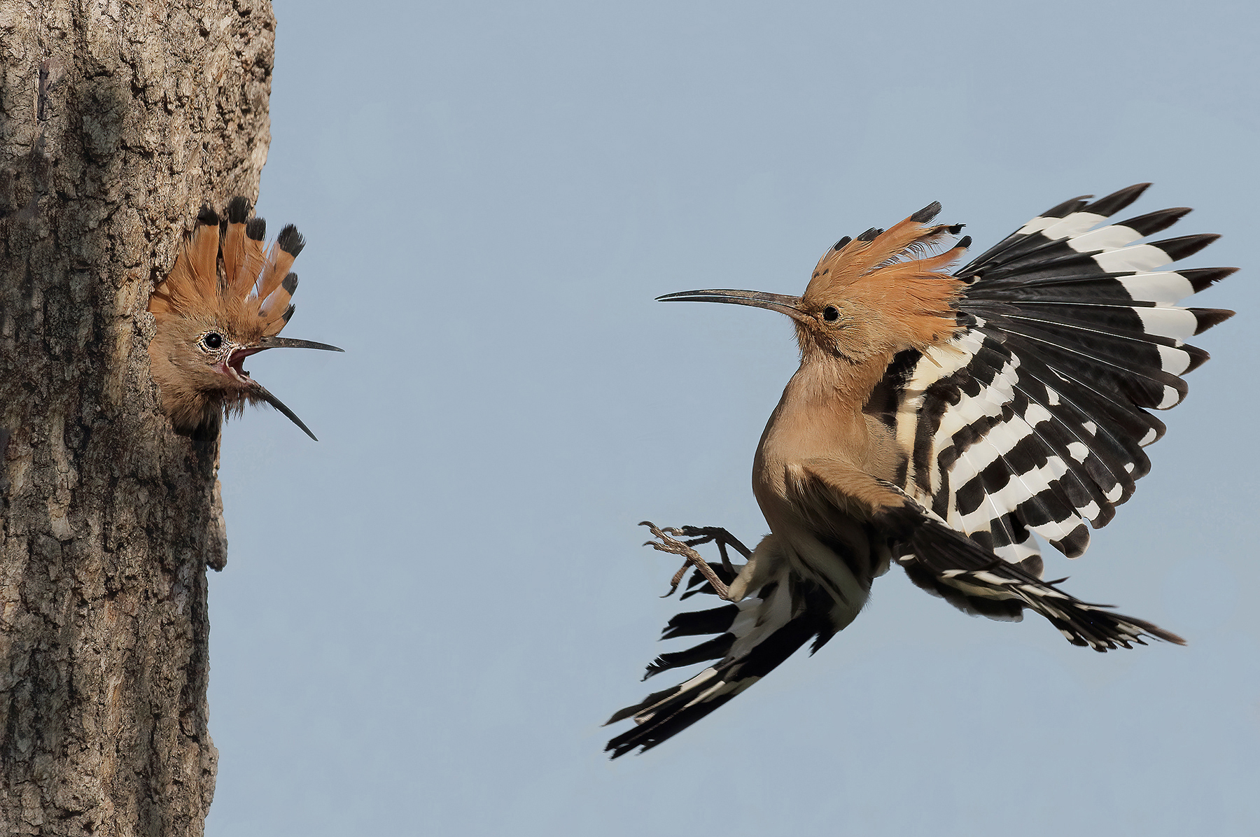 Hoopoe epops