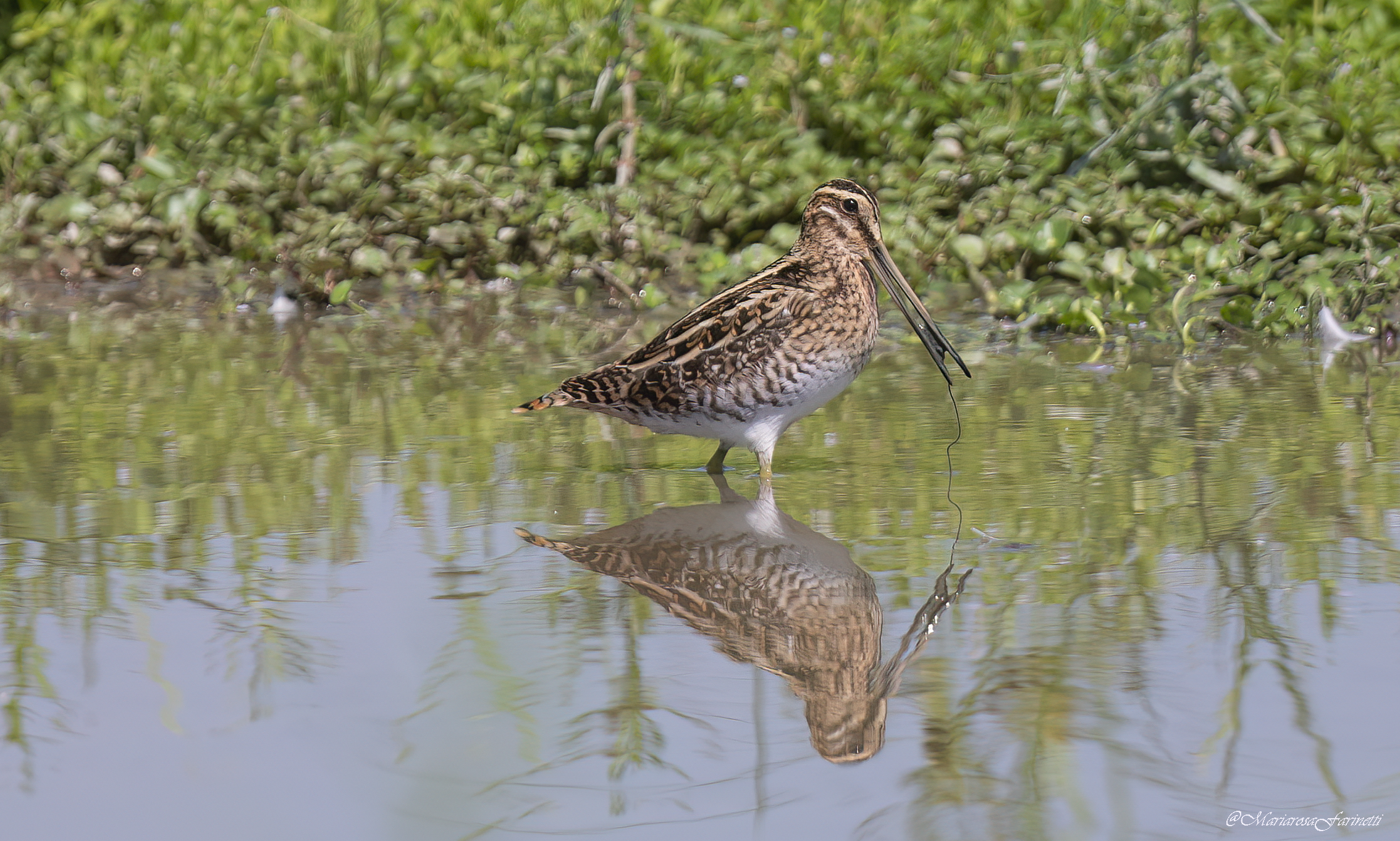 Snipe (with silt)