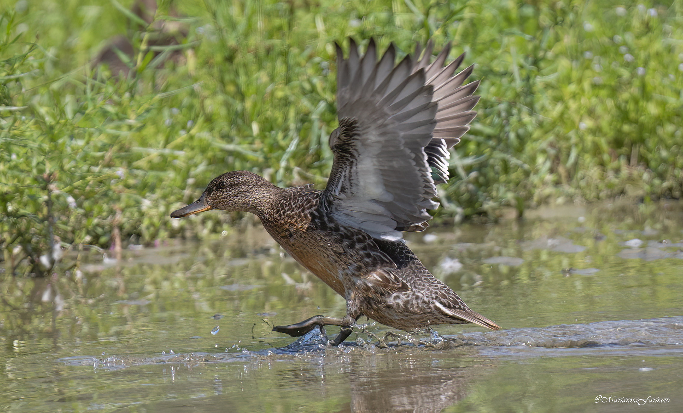Alzavola (in atterraggio)