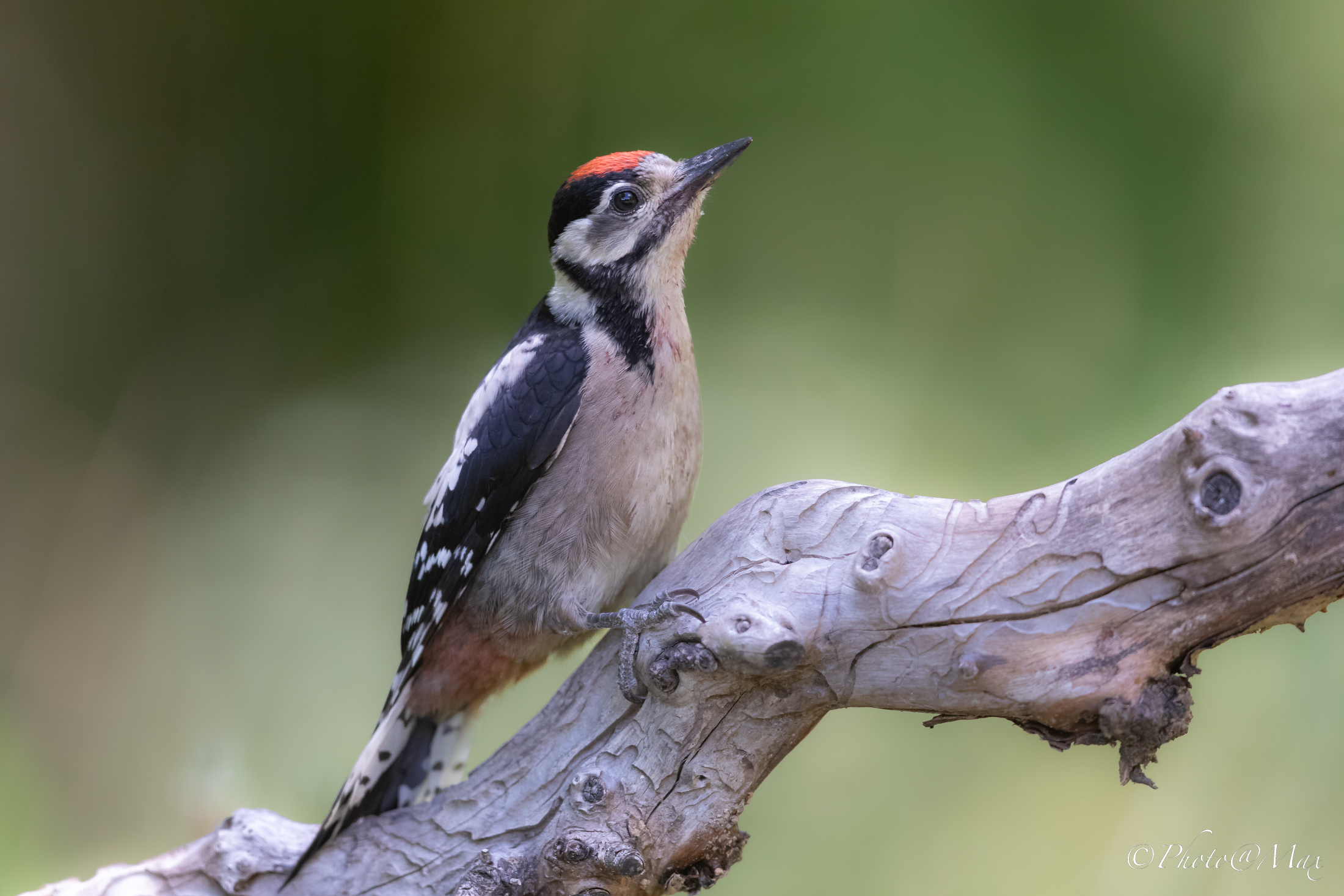 a young Woodpecker