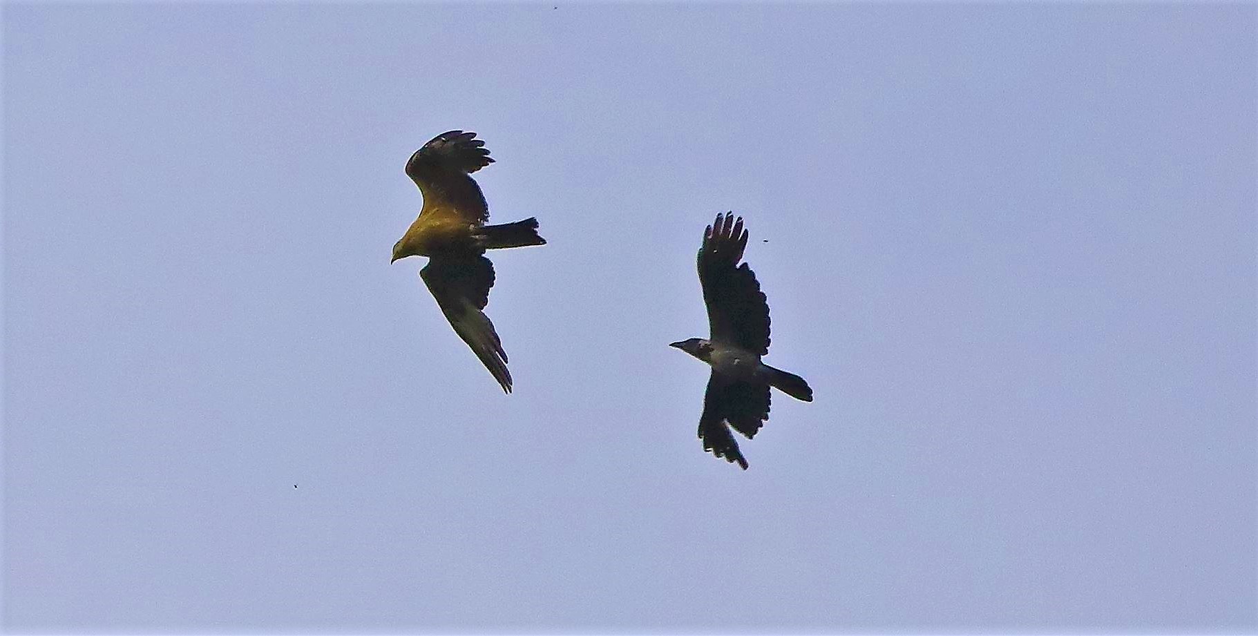 Nibbio bruno 21-06-2022