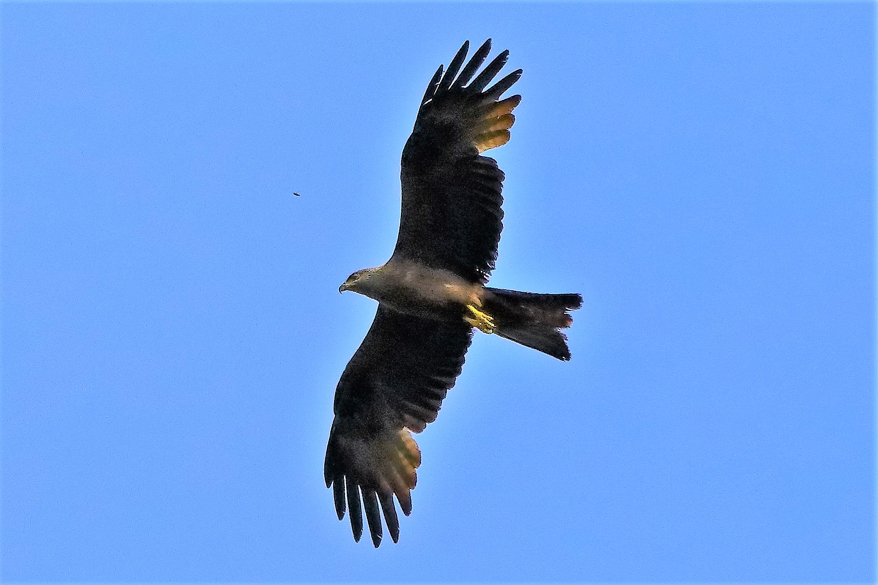 Nibbio bruno 21-06-2022