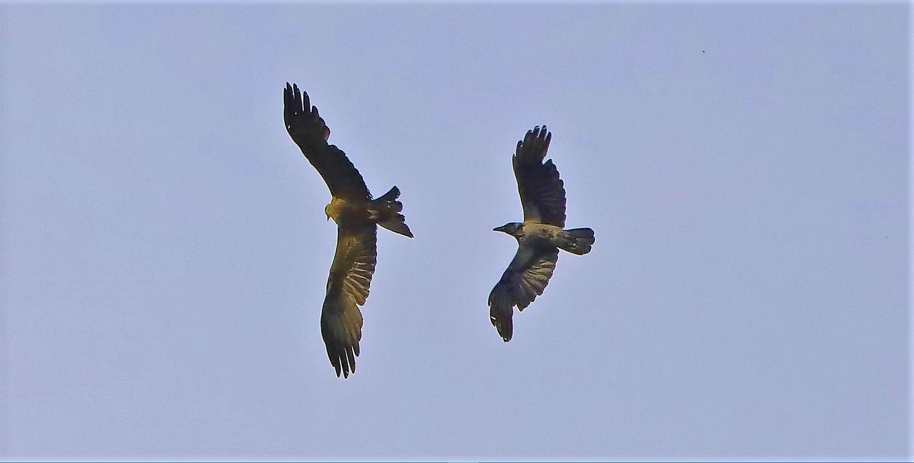 Nibbio bruno 21-06-2022