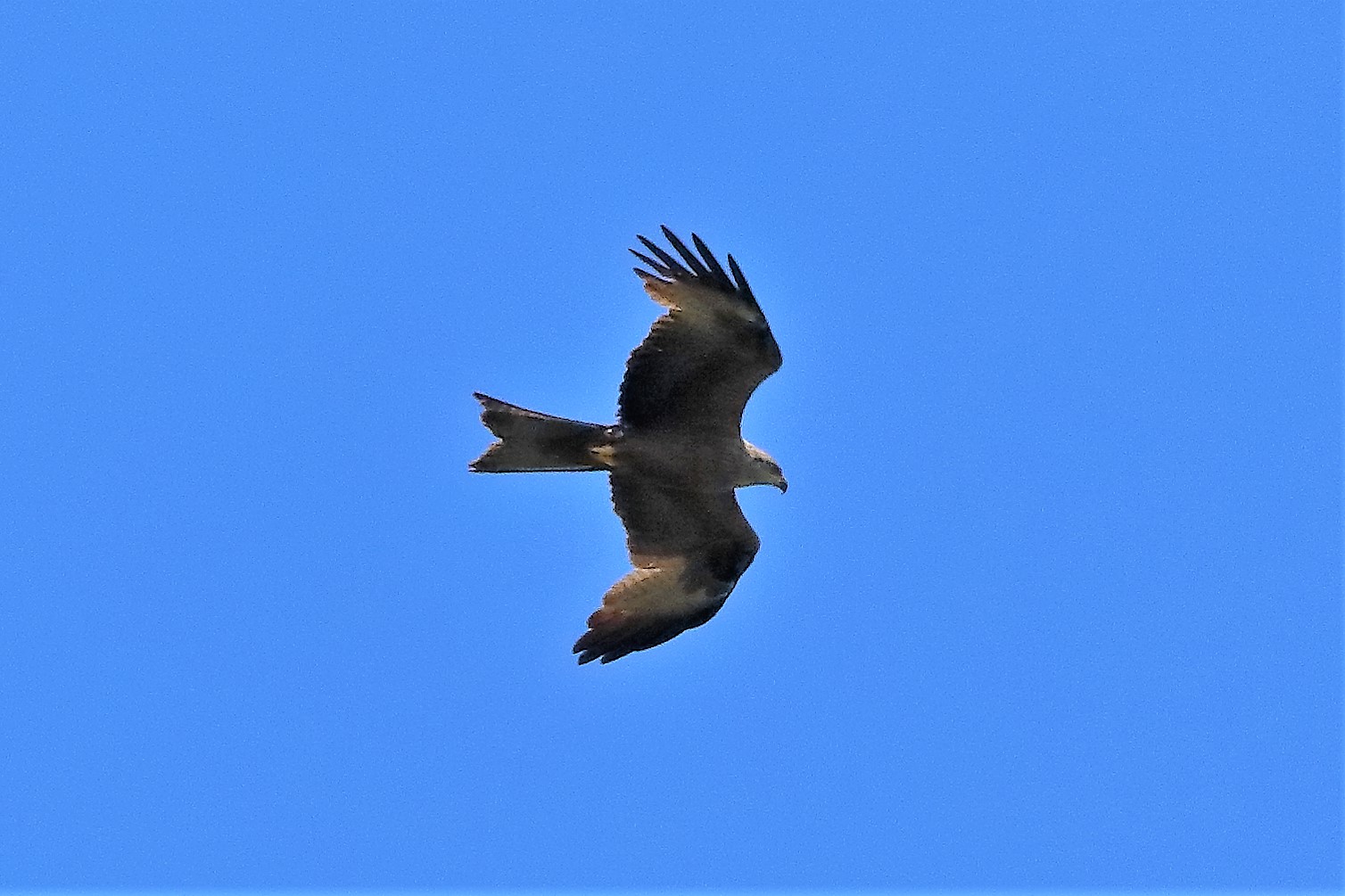 Nibbio bruno 25-06-2022