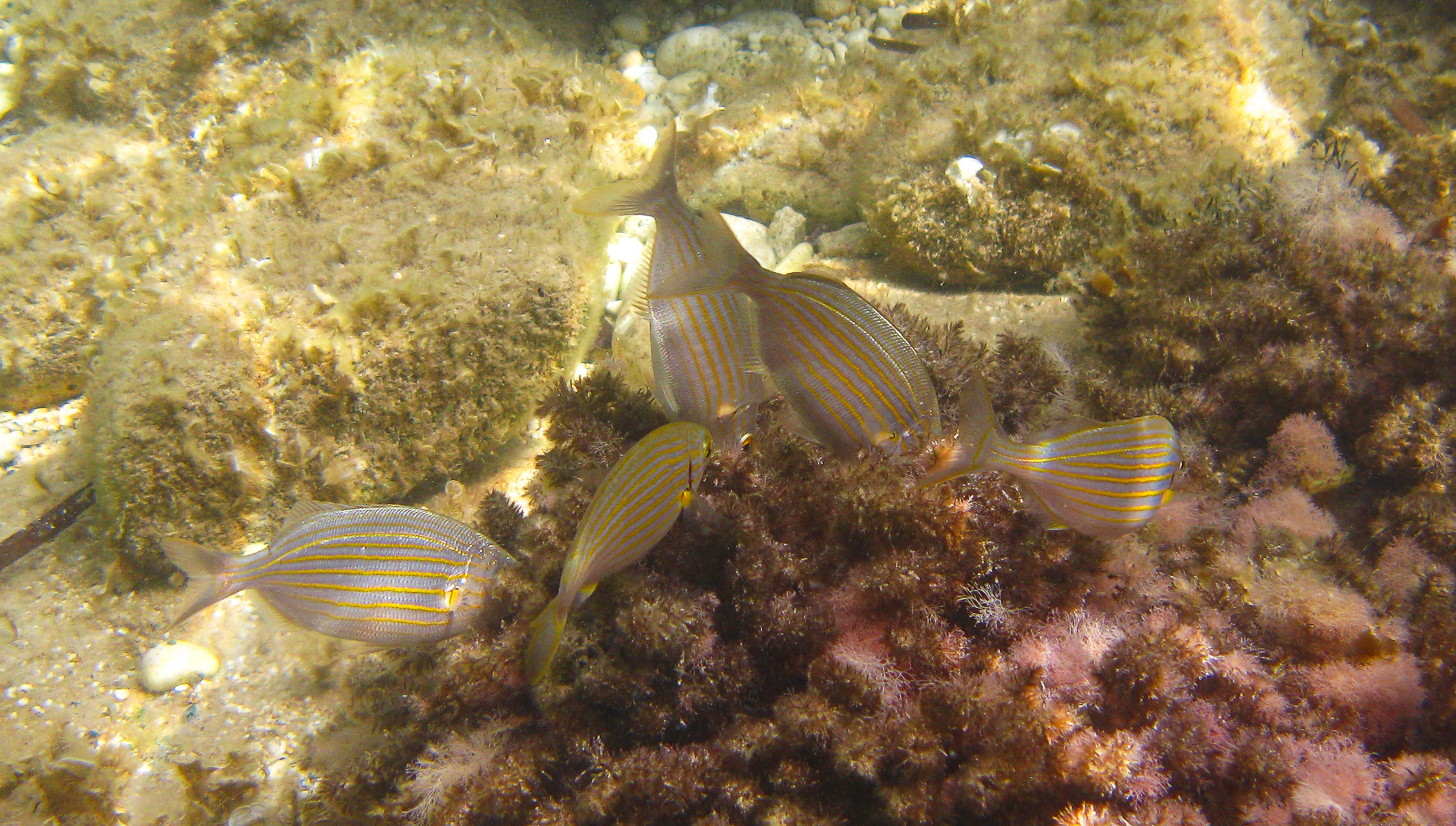 Sarpa Salpa