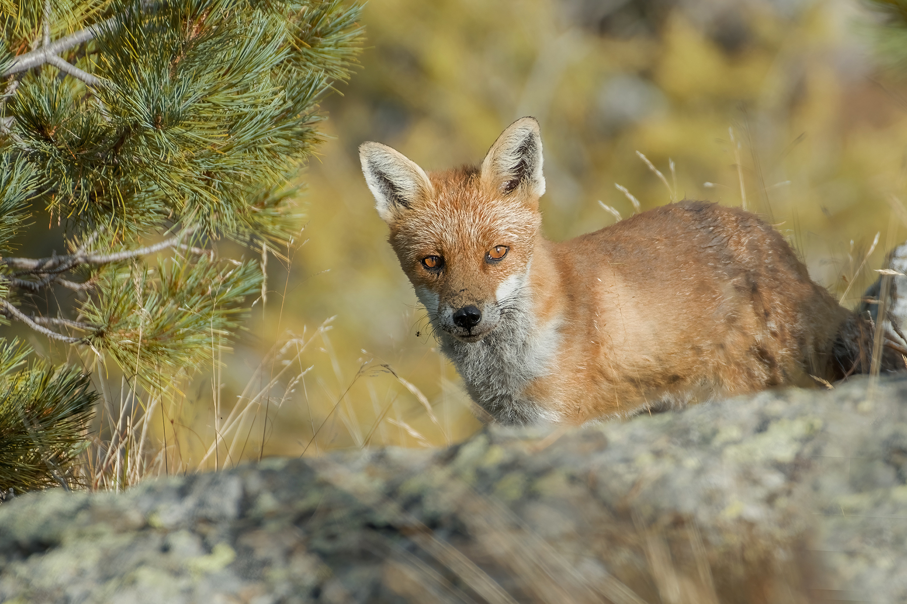 The fox and the Swiss stone pine