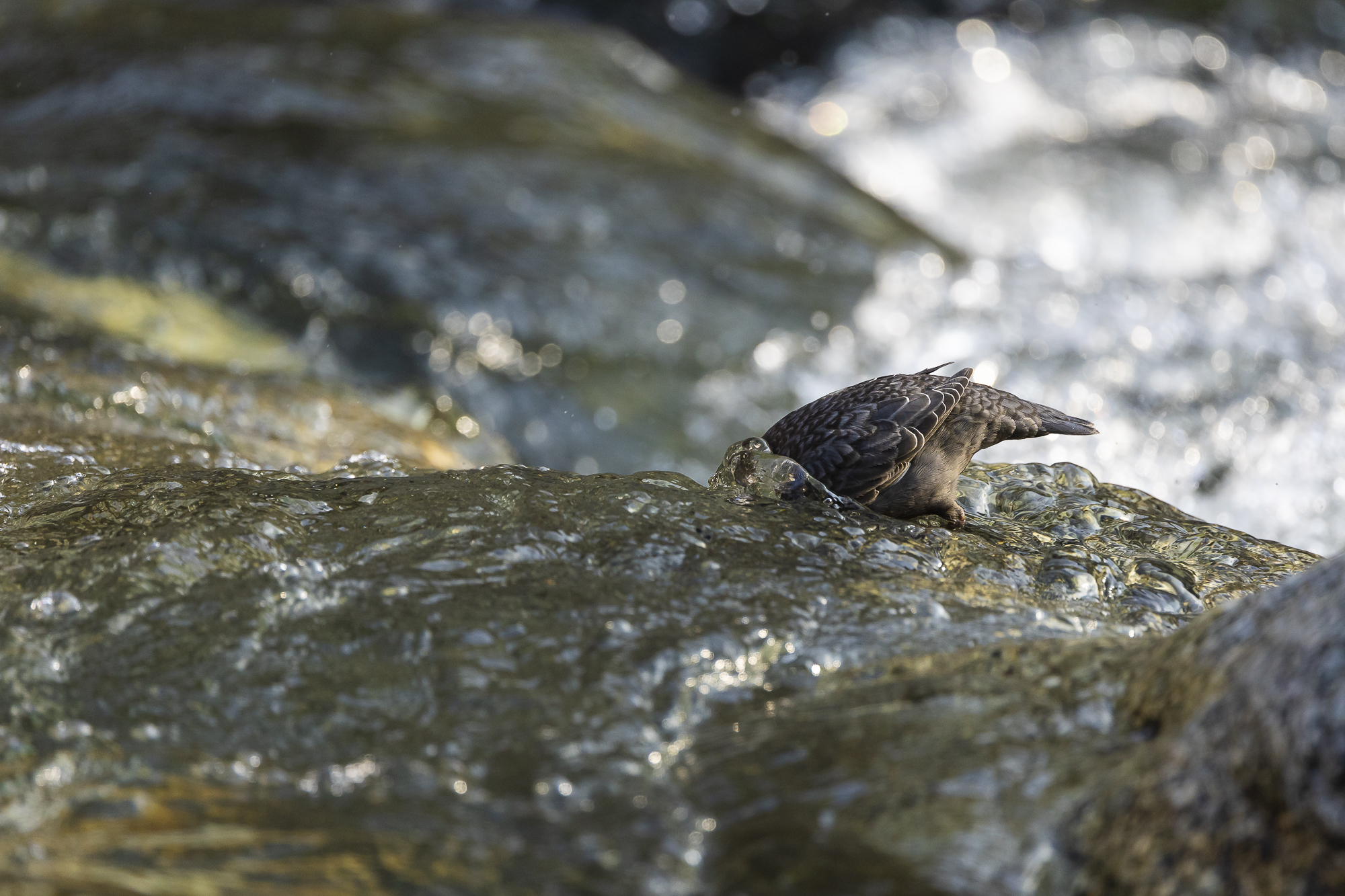 White-throated dipper