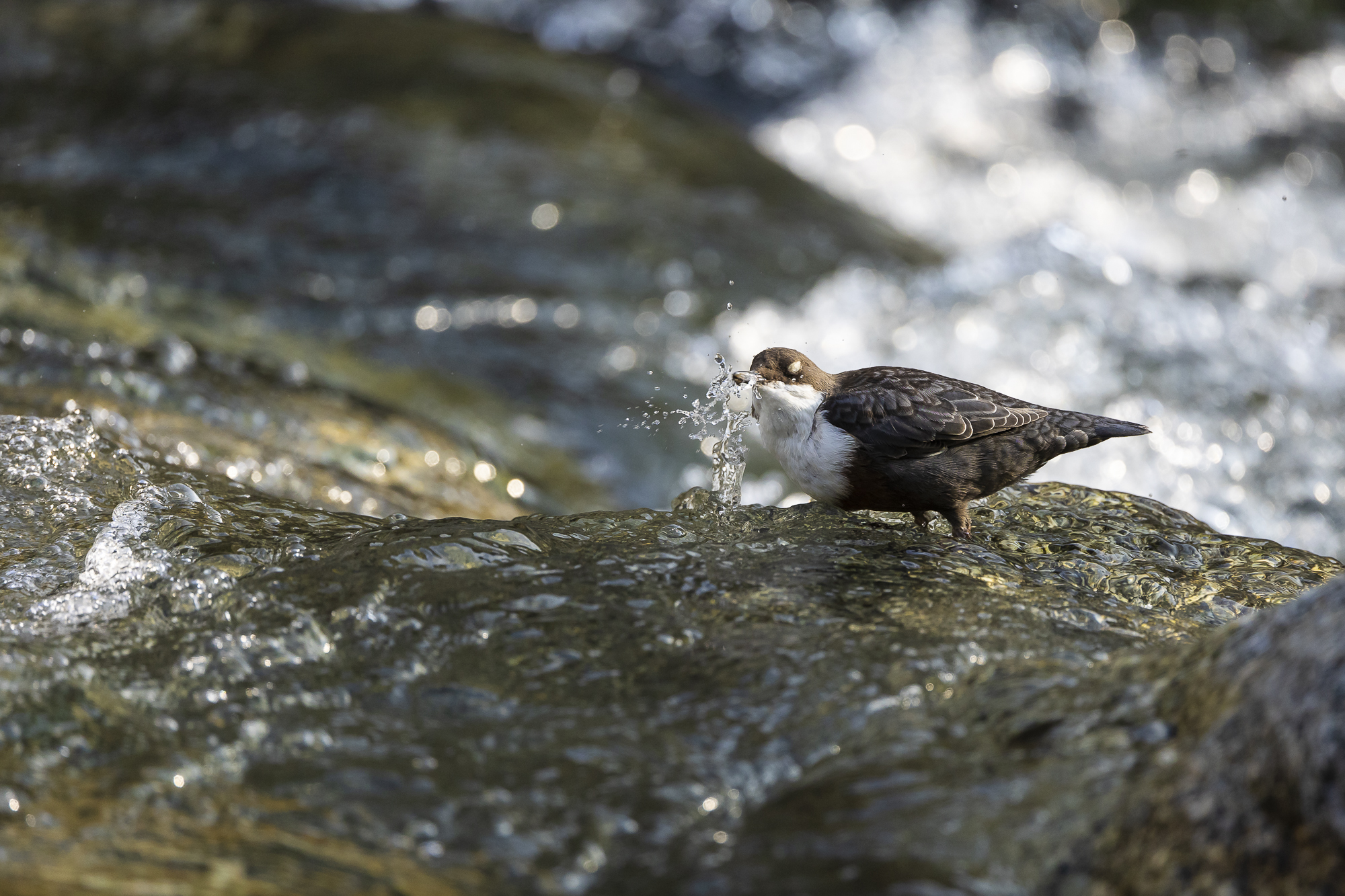 White-throated dipper