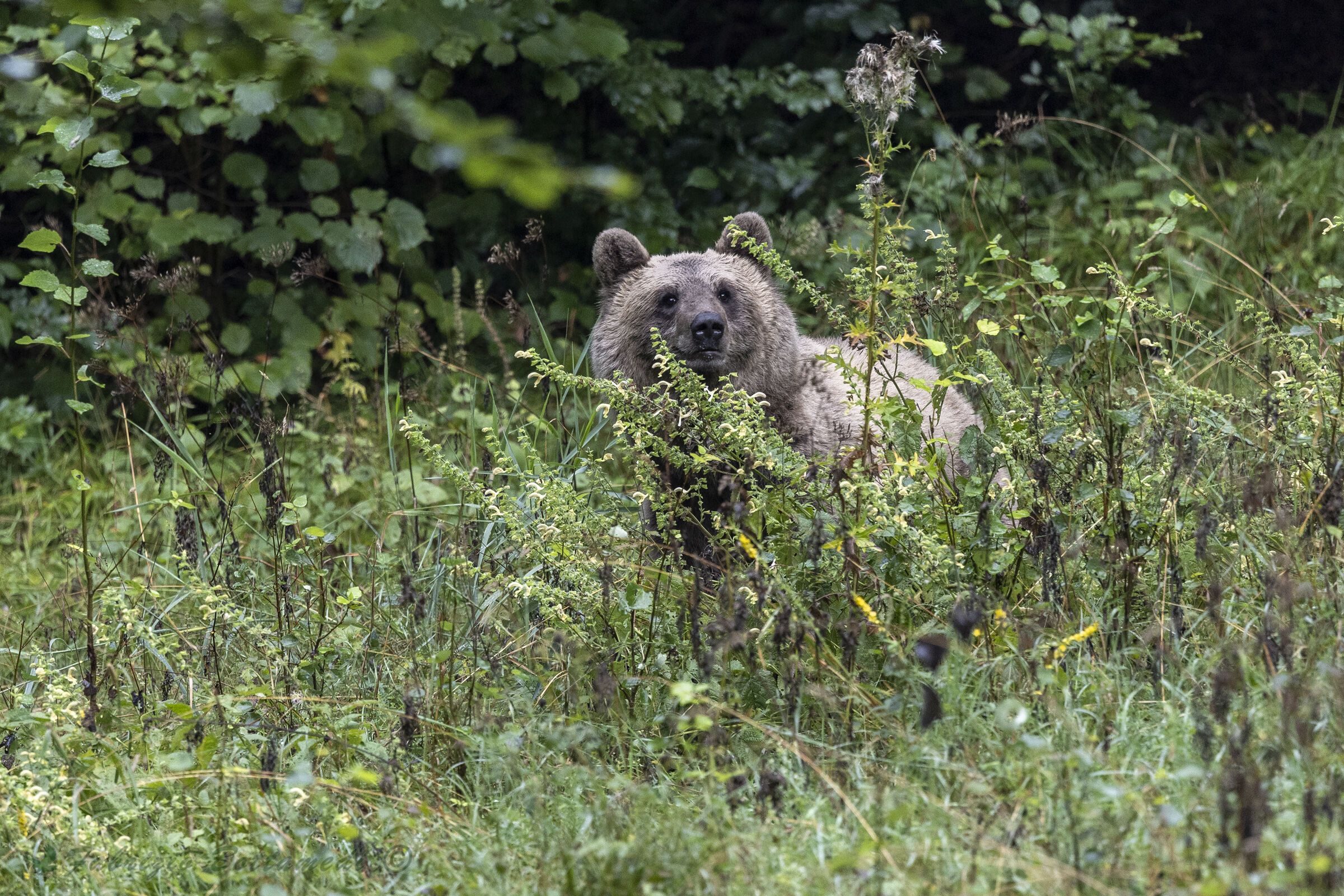 Encounters that leave you breathless: the bear