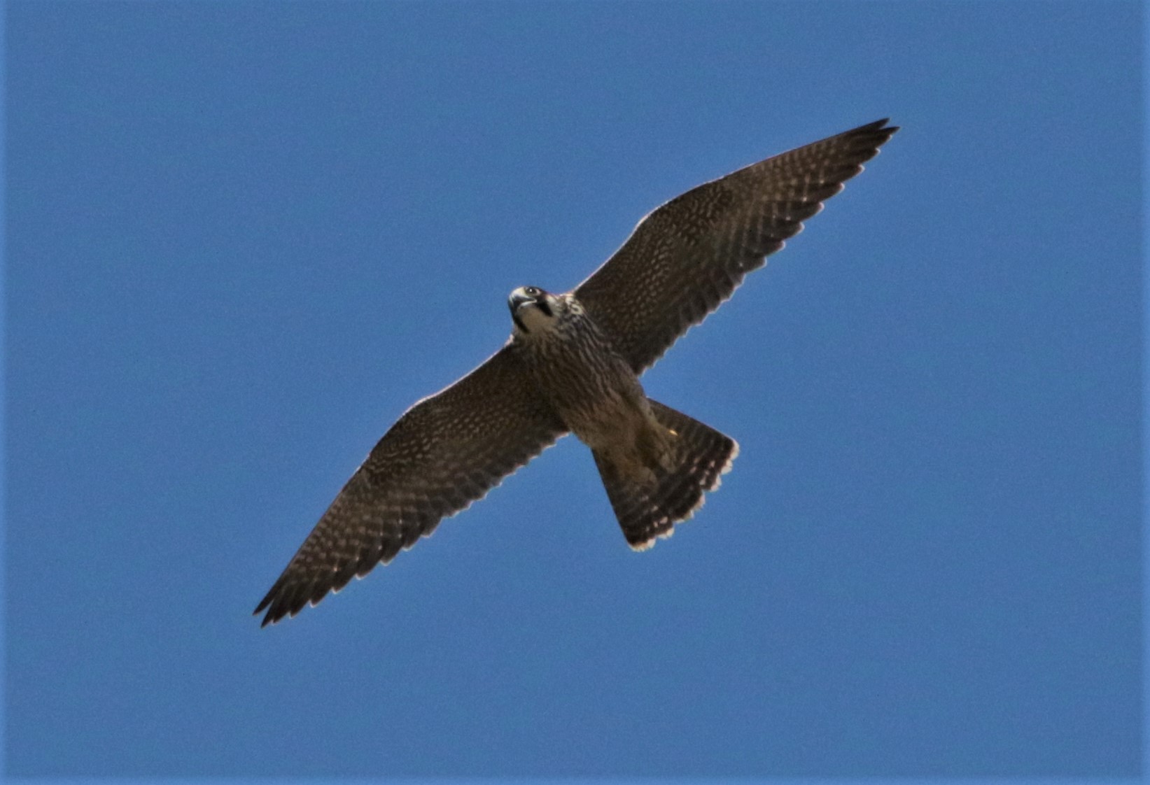 peregrine