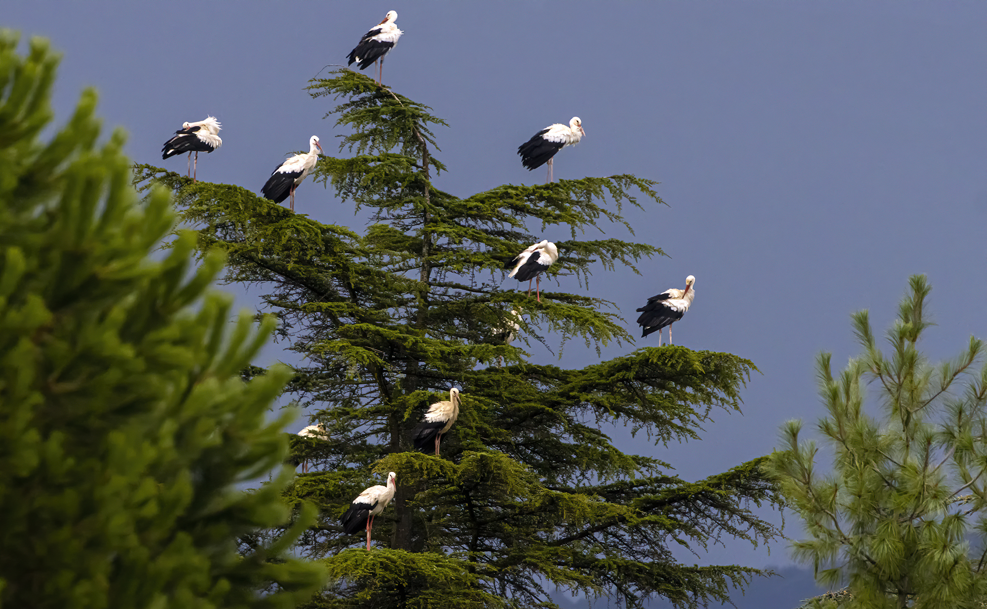 albero decorato