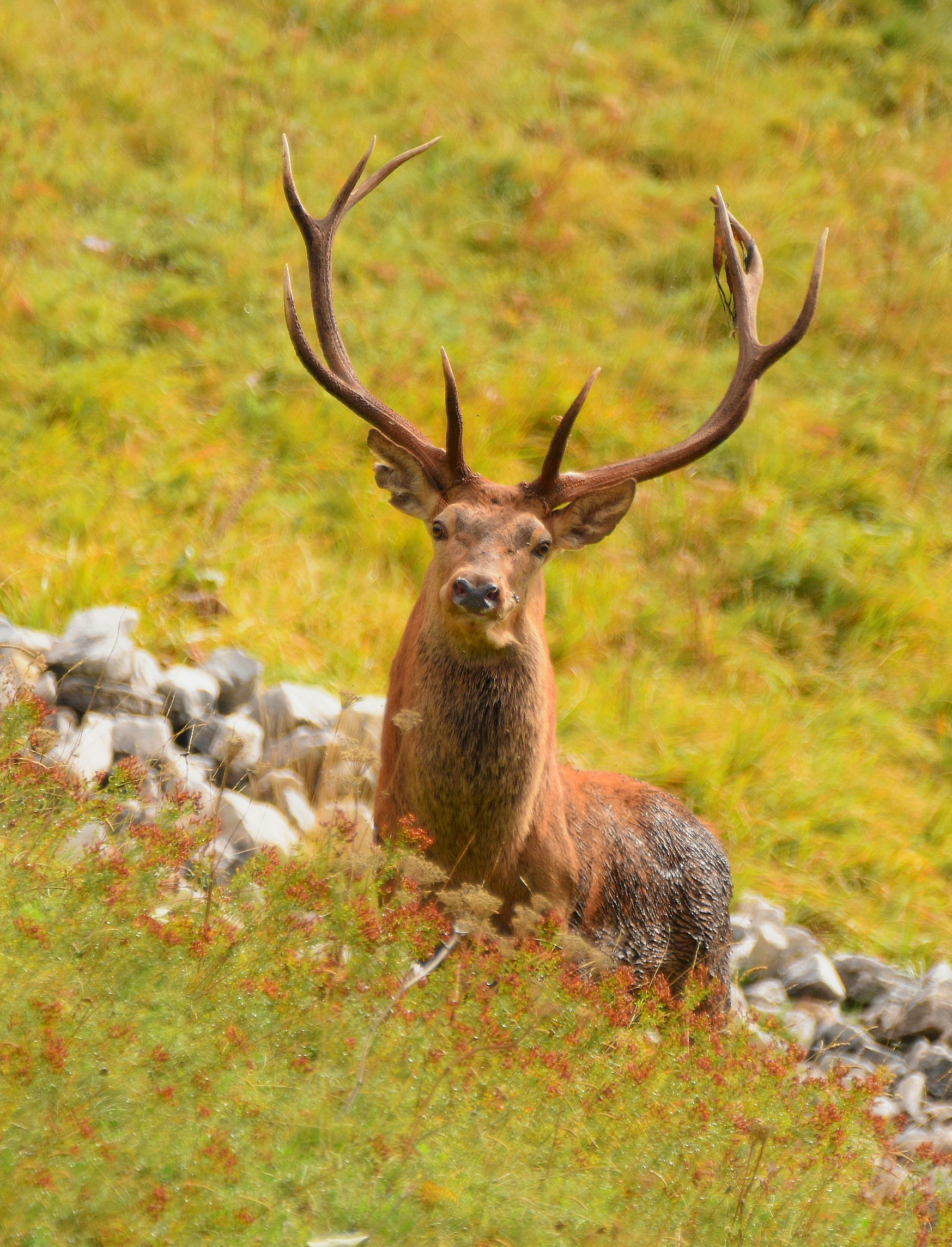 Cervo nobile (Cervus elaphus)