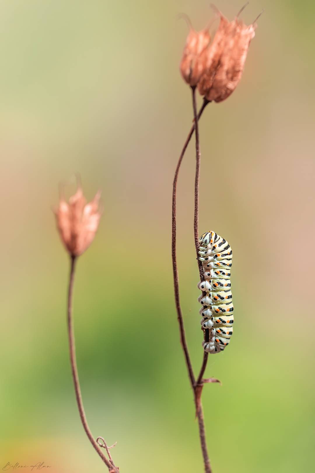 Papilio machaon