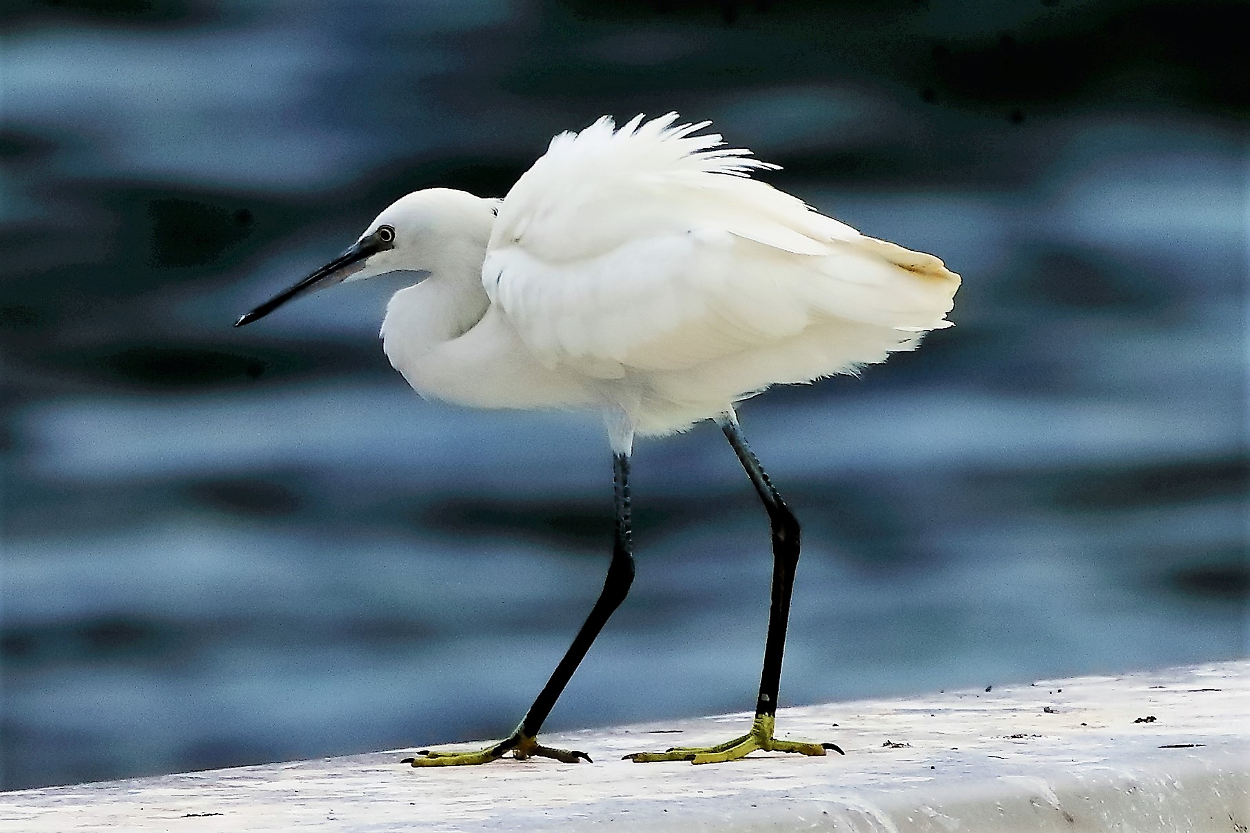 Garzetta agosto 2022