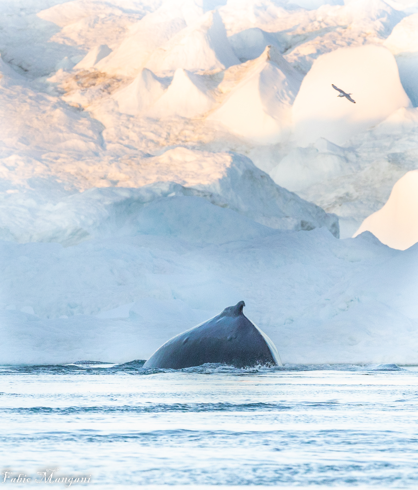 dHUMPBACK WHALE...... Greenland