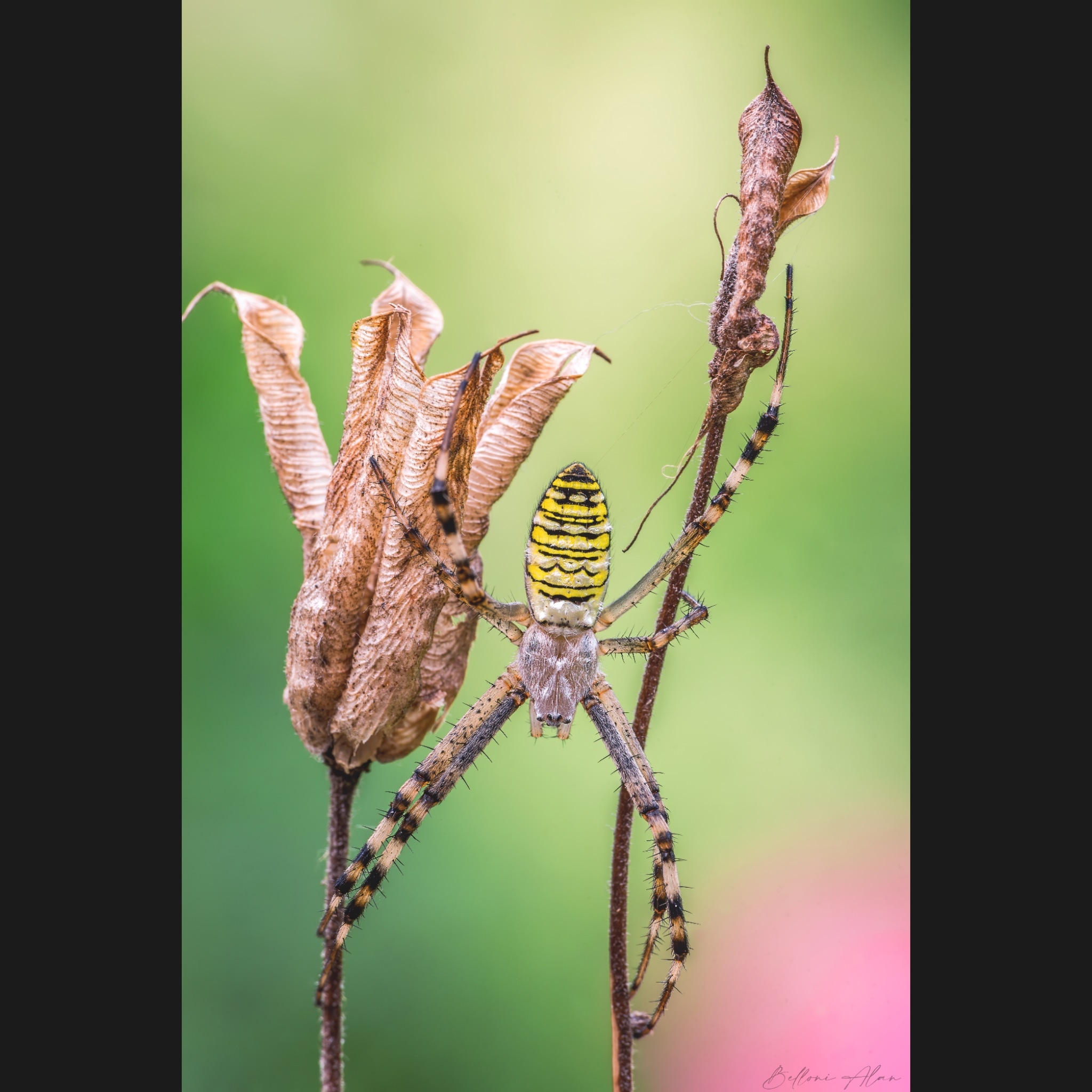 Wasp spider.