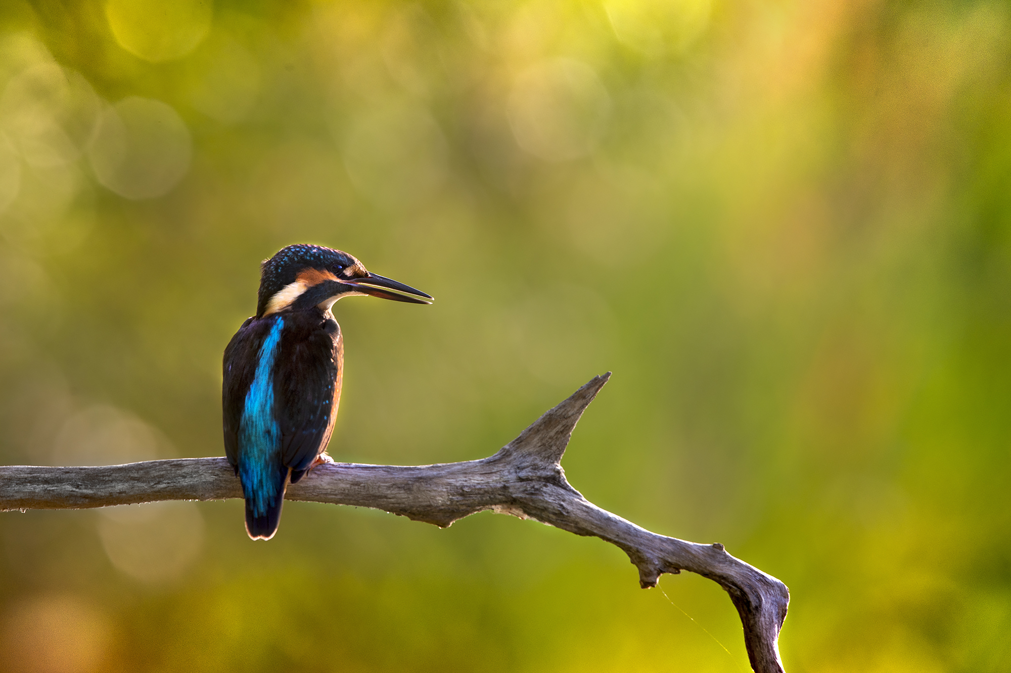 kingfisher F