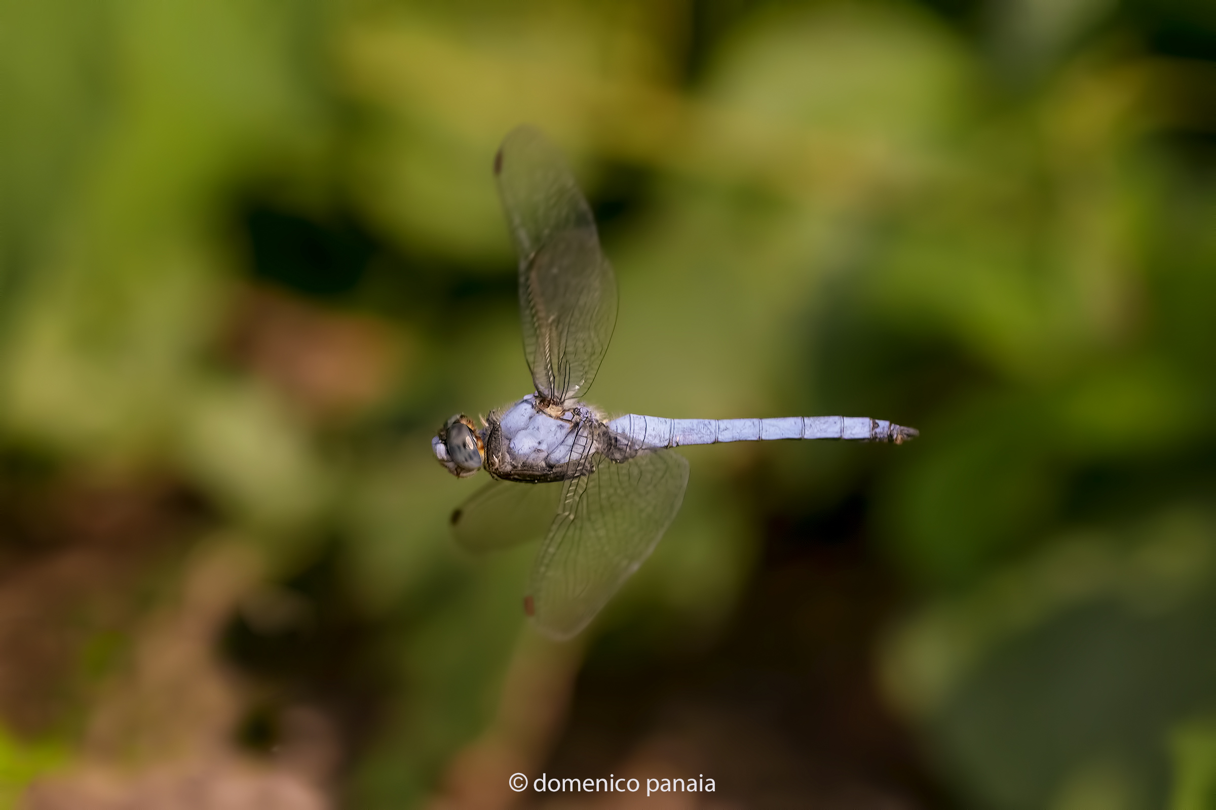 Orthetrum brunneum maschio