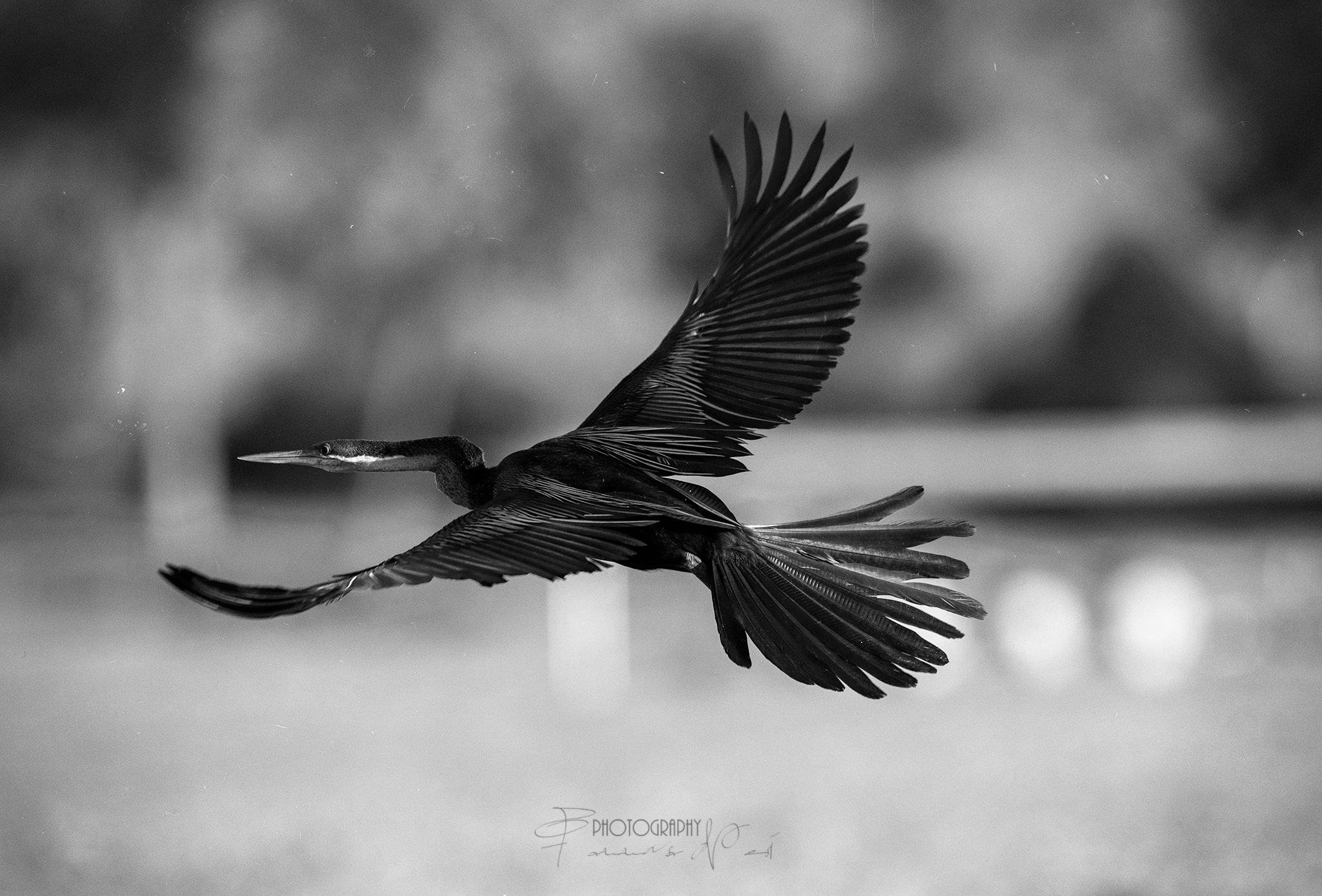 Anhinga Rufa