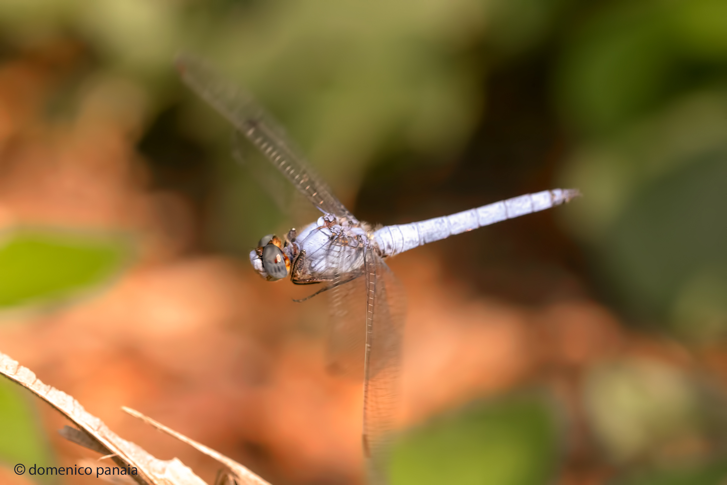Orthetrum brunneum male