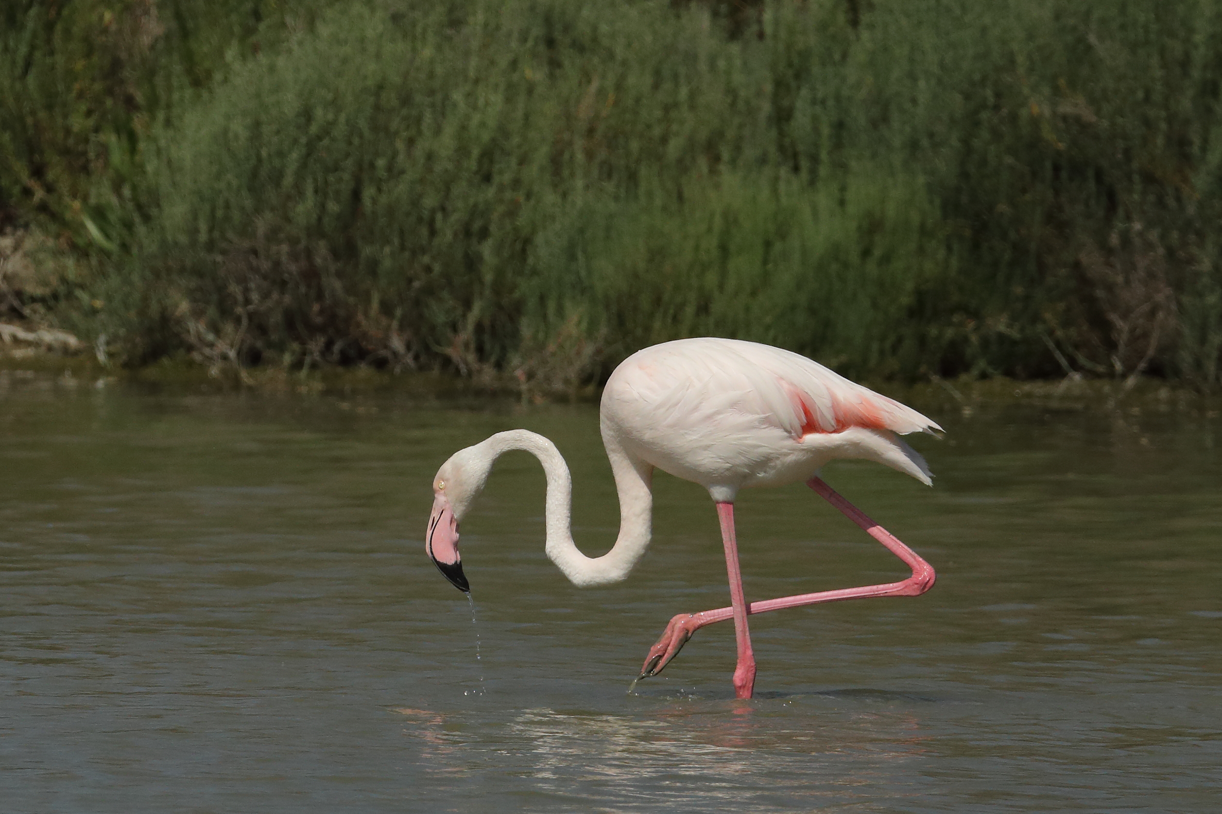 Flamingo