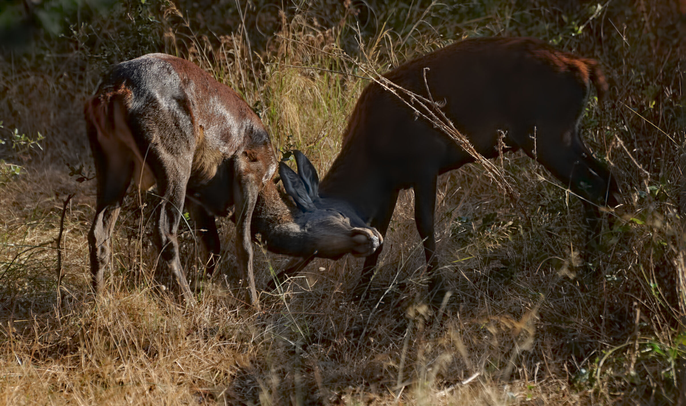 Young deer play ...