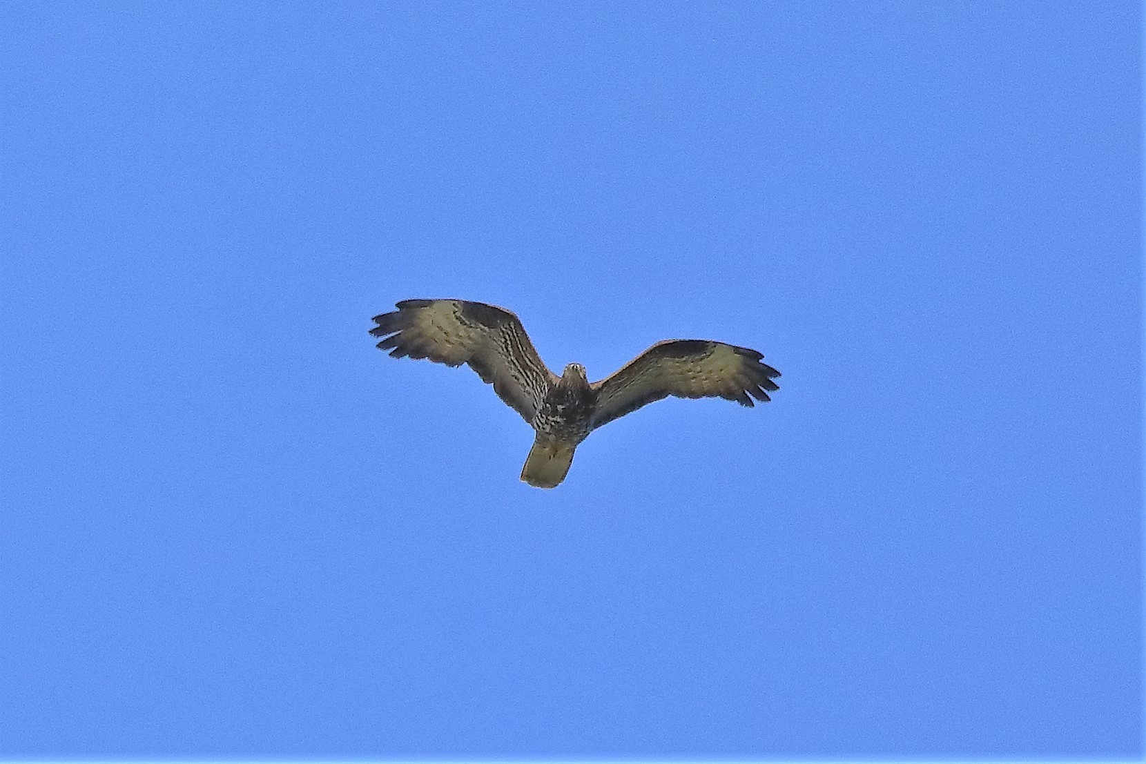 pecchiaiolo 26-06-2022