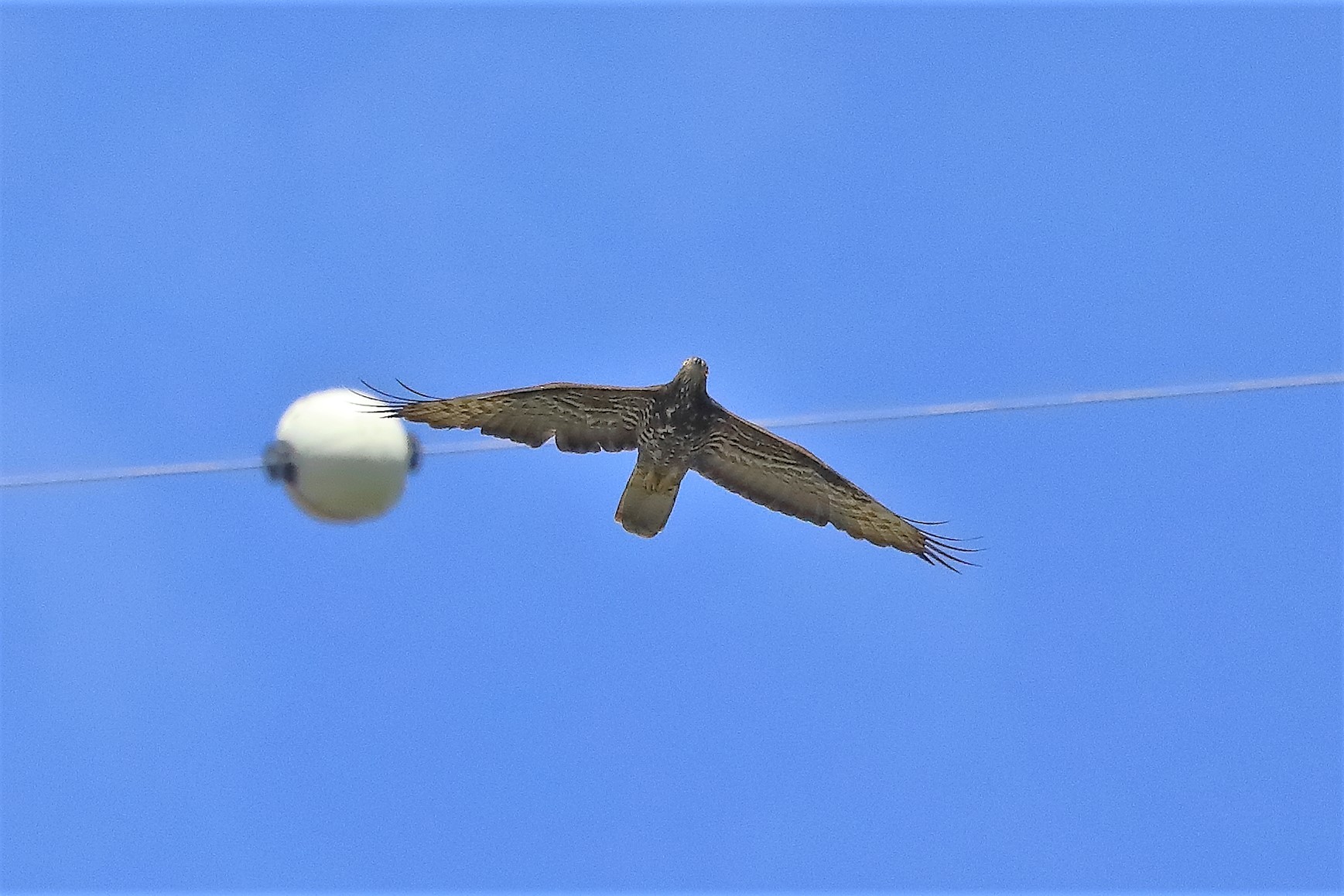 pecchiaiolo 26-06-2022