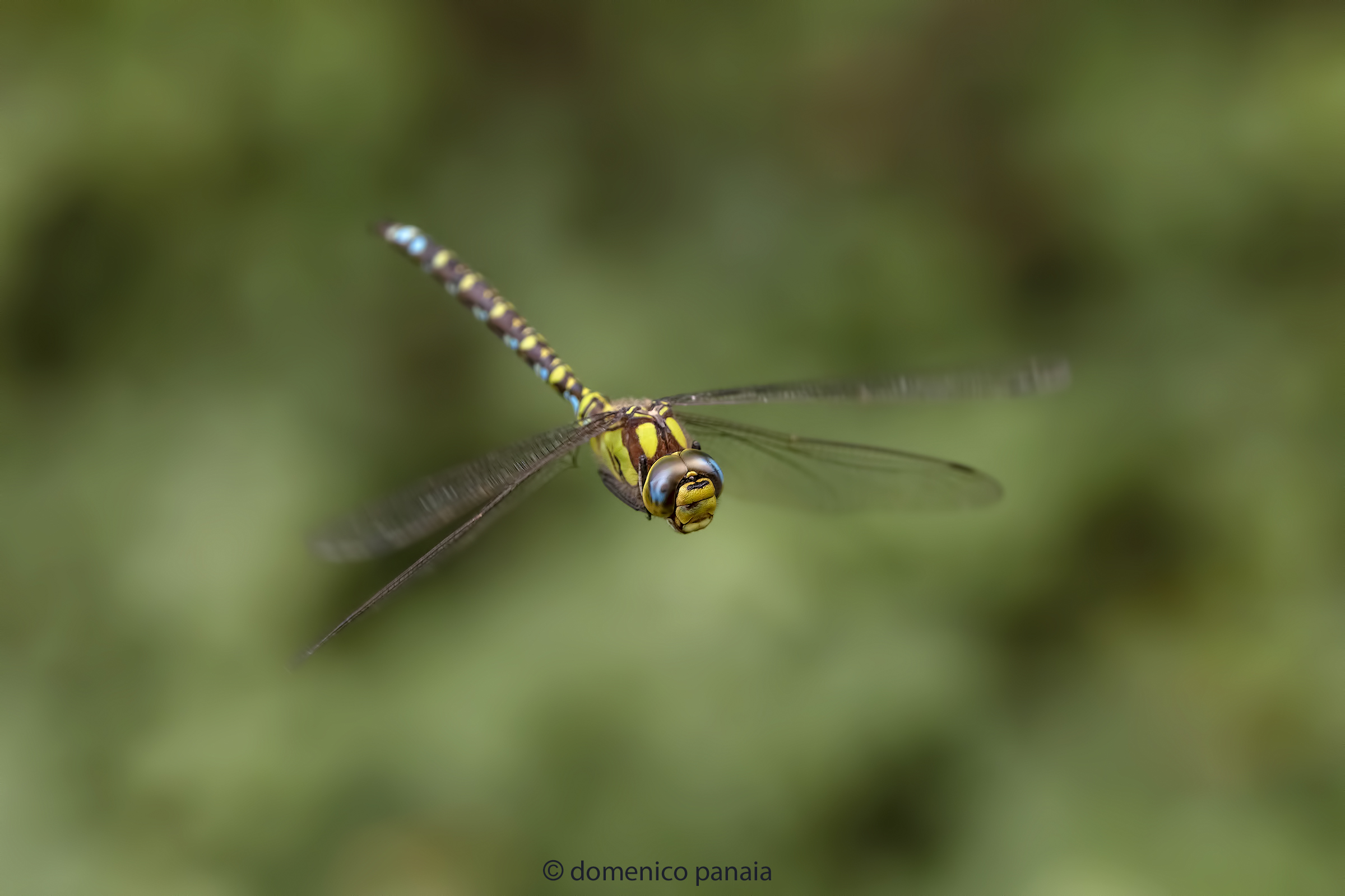 aeshna cyanea maschio