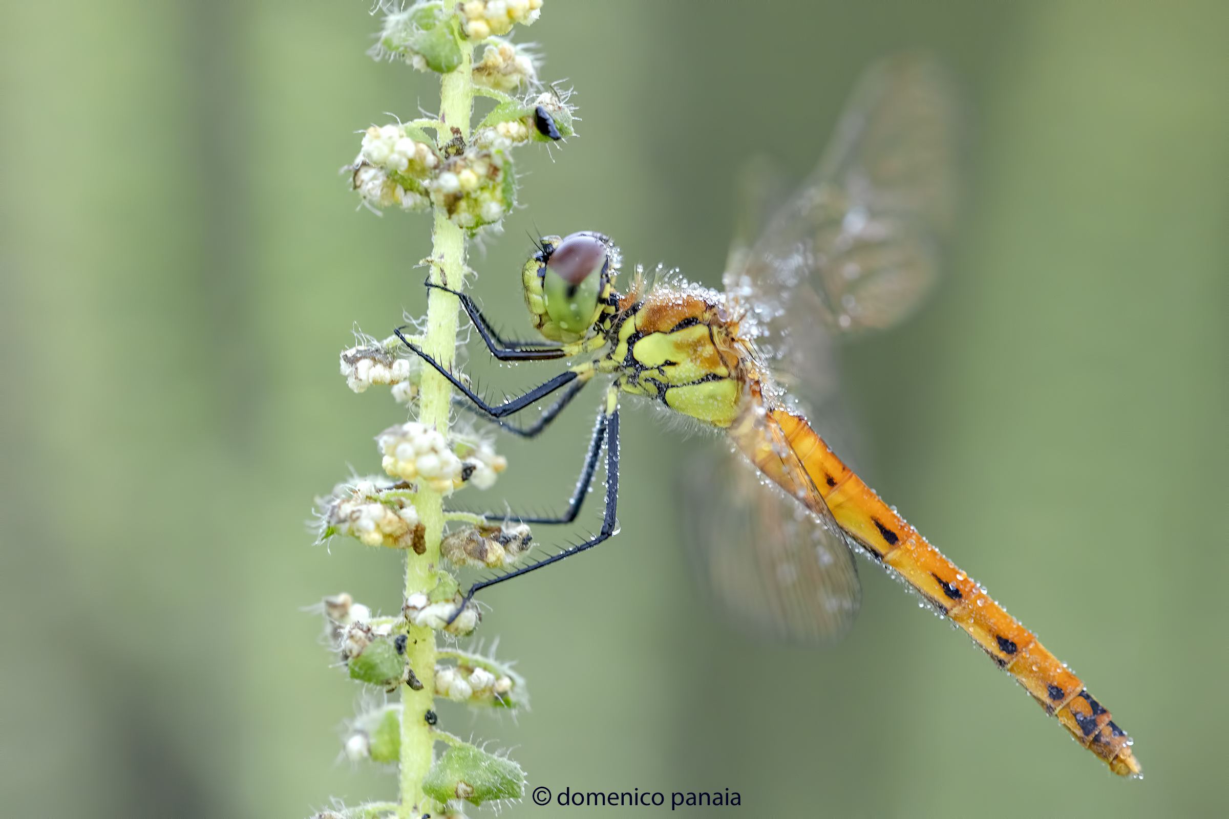 sympetrum depressiusculum