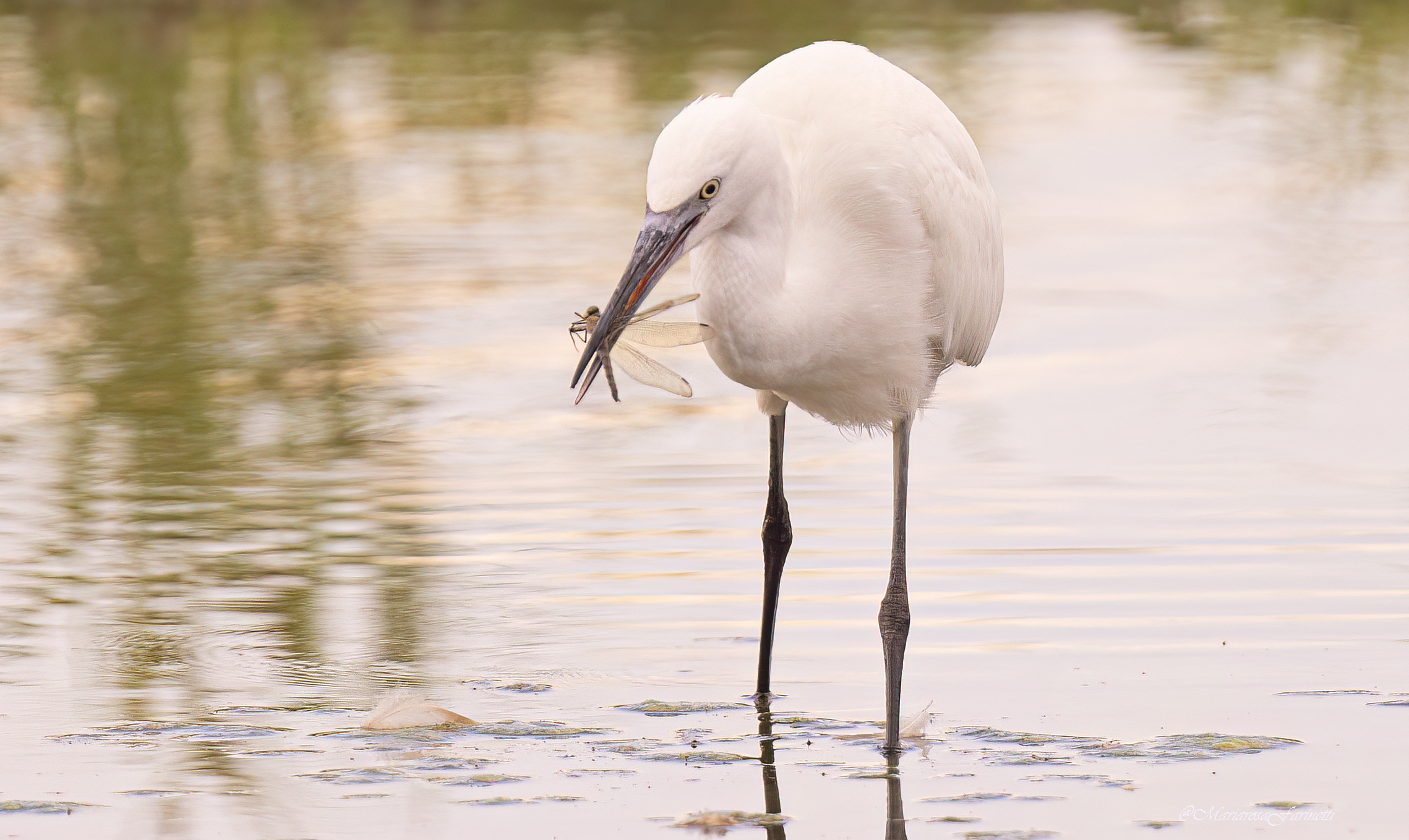 Garzetta (con preda)