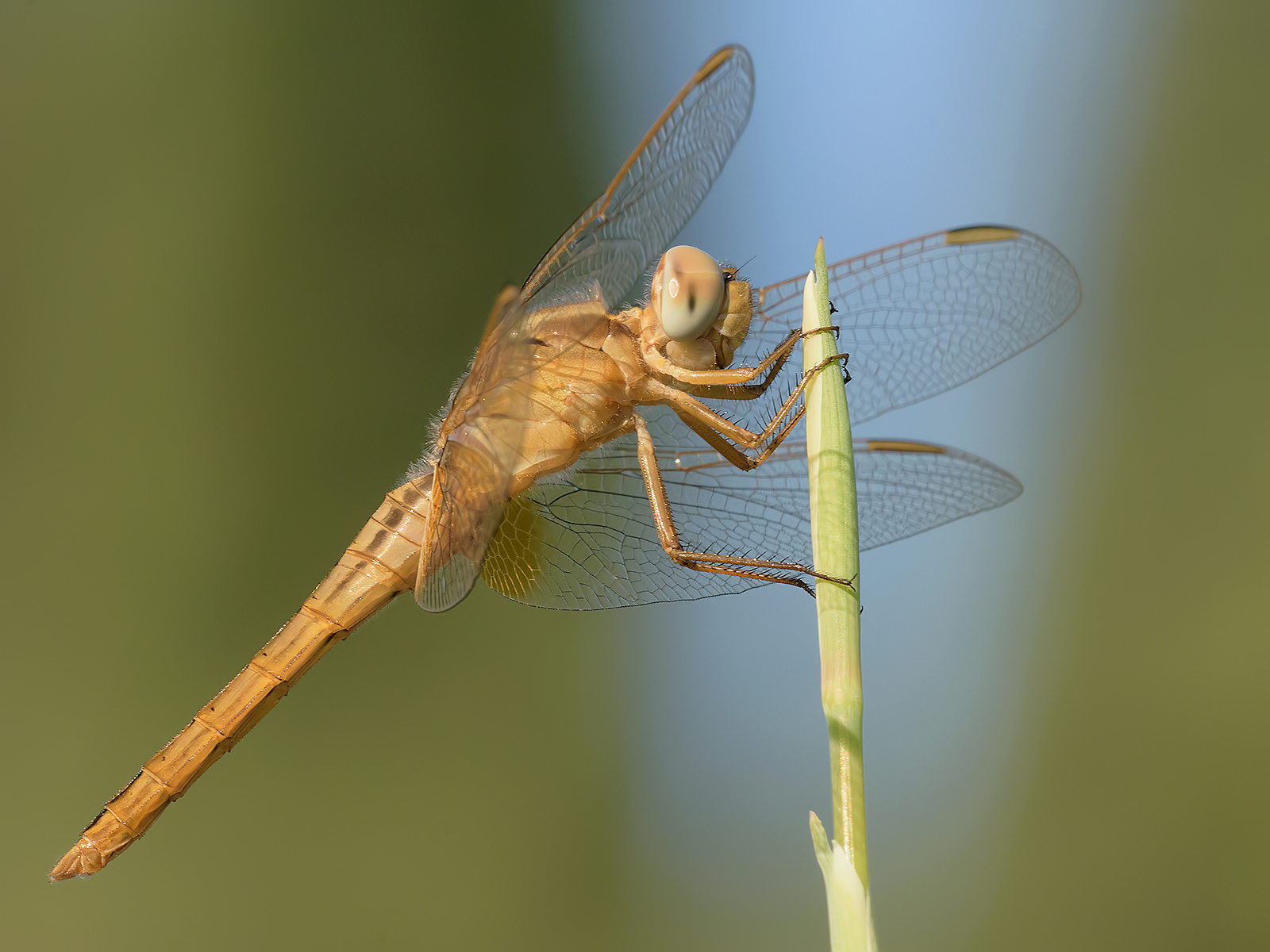 Crocothemis erythraea (femmina).