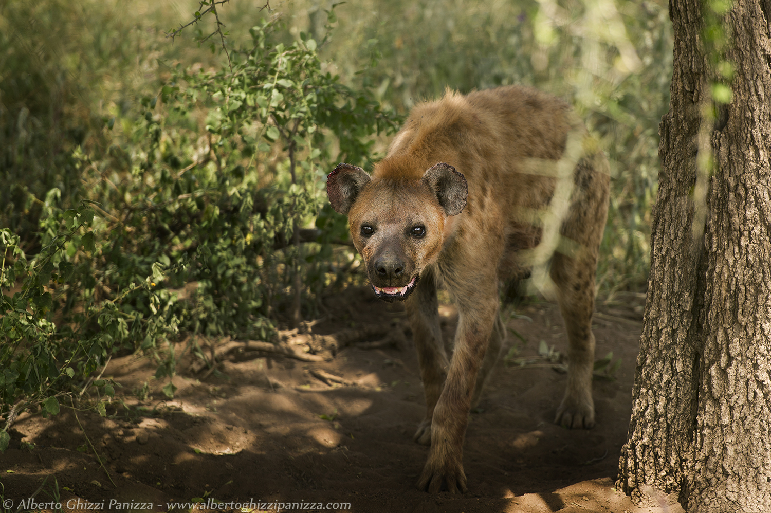 Hyena Ravenous