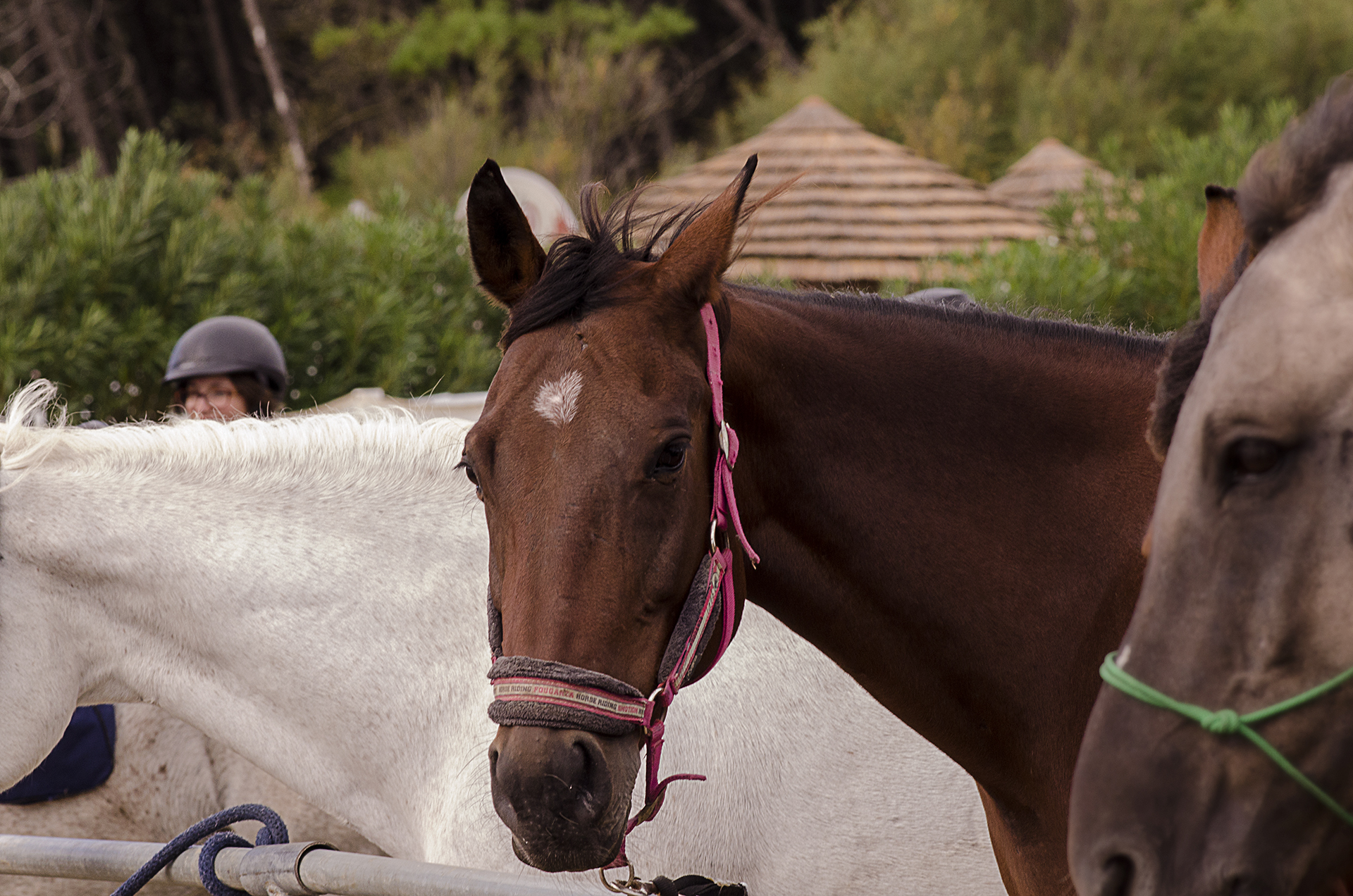 horseback riding in the autumn sea