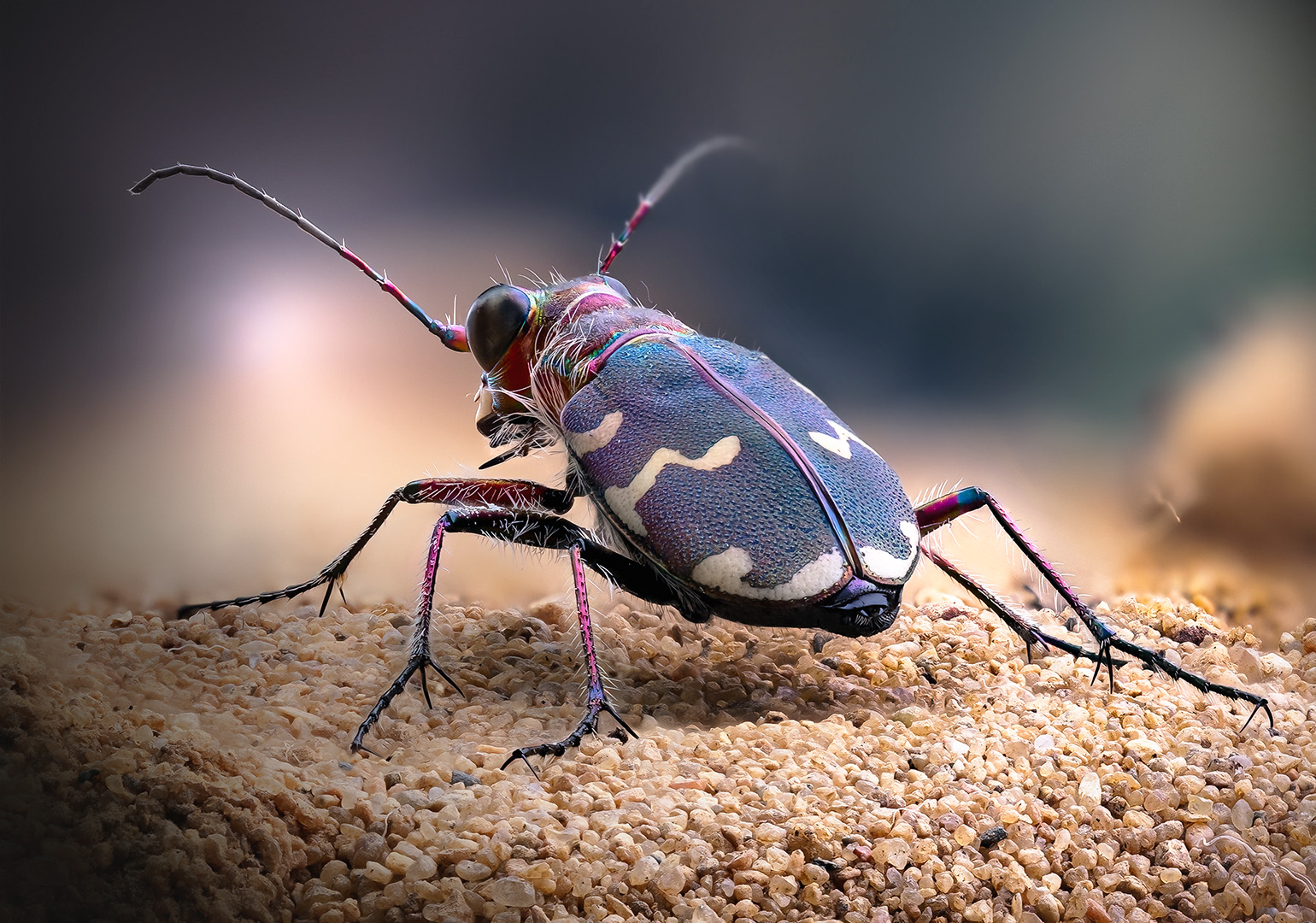 Cicindela hybrida
