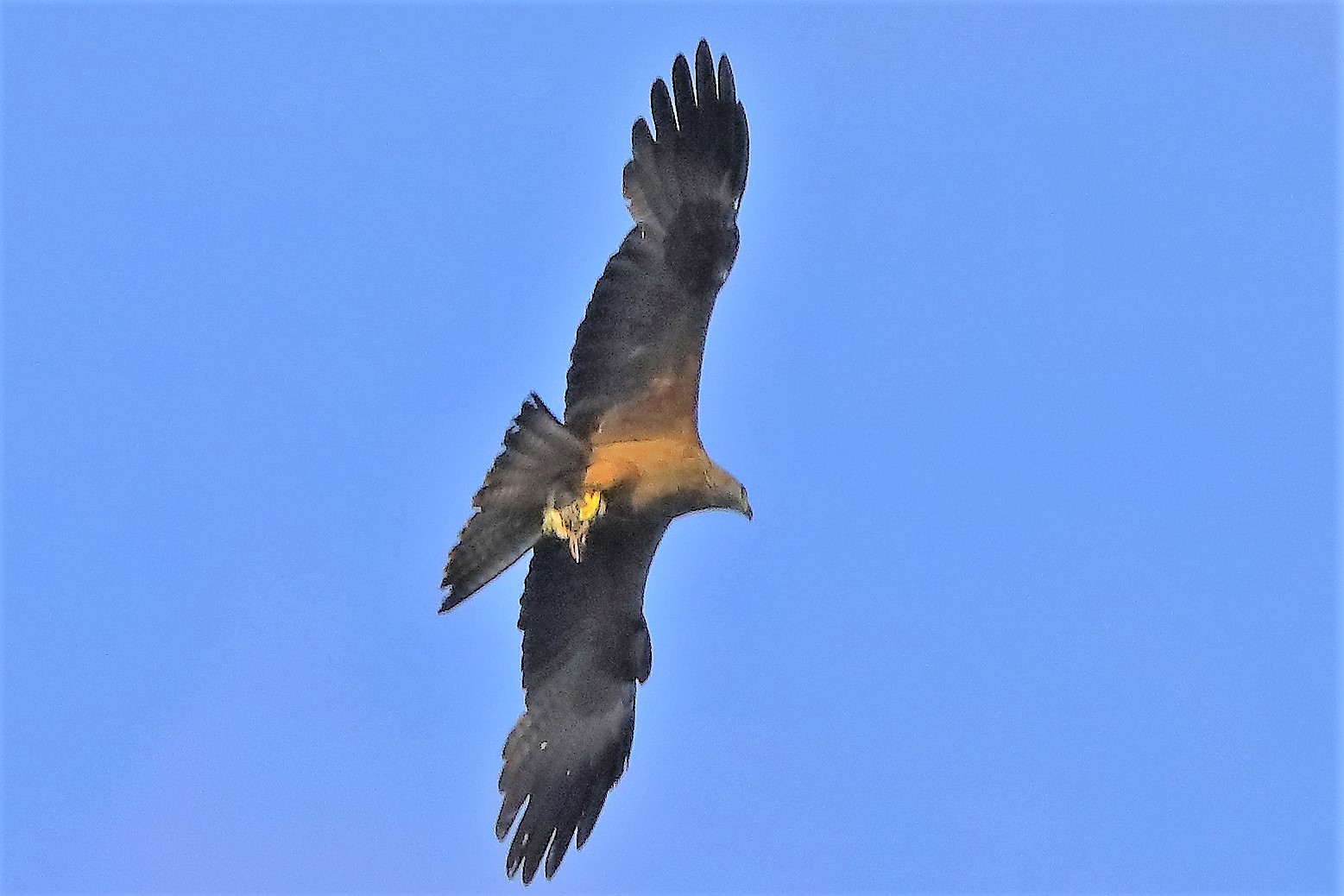 Nibbio bruno 06-06-2022